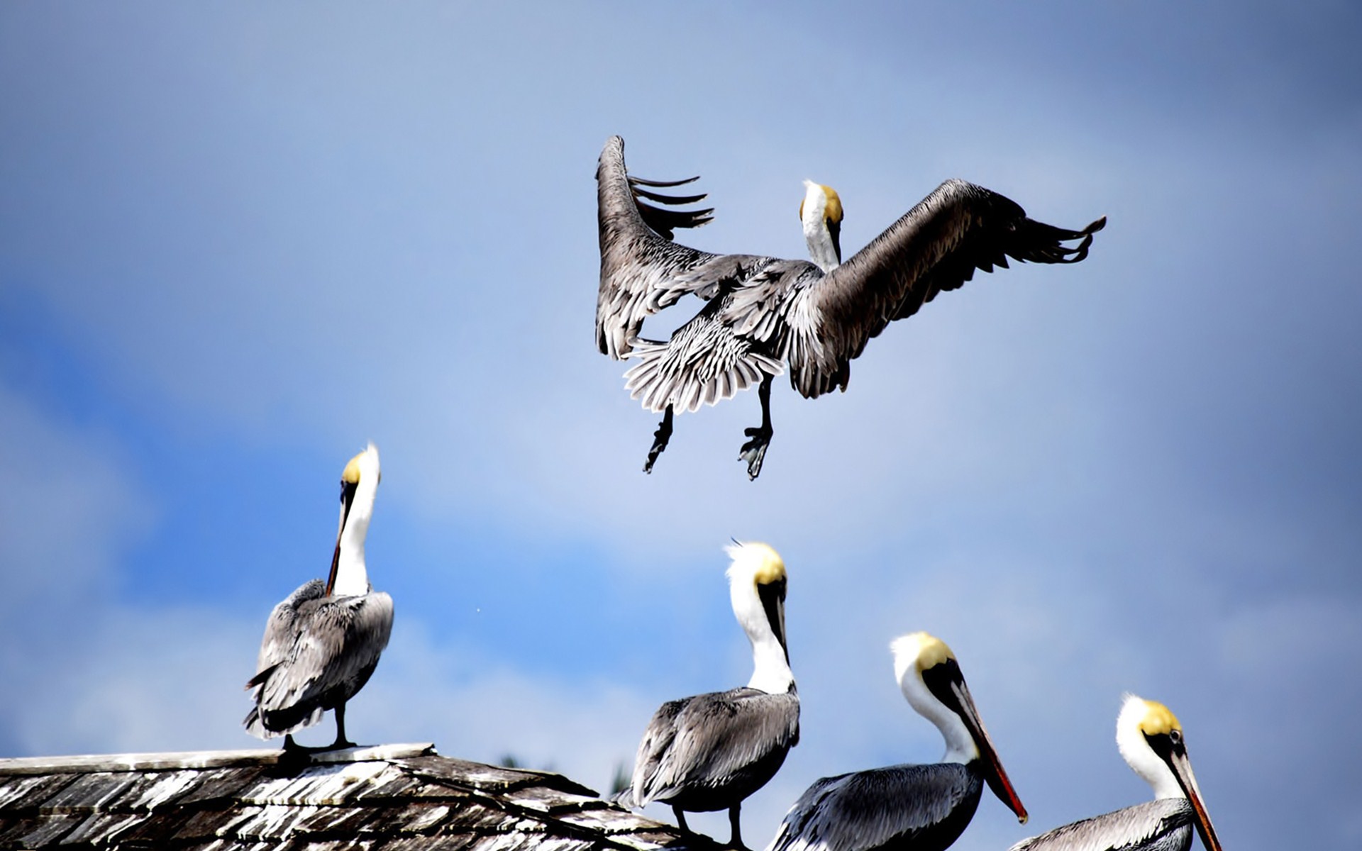 320947 Bild herunterladen tiere, pelikan, vogel, vögel - Hintergrundbilder und Bildschirmschoner kostenlos