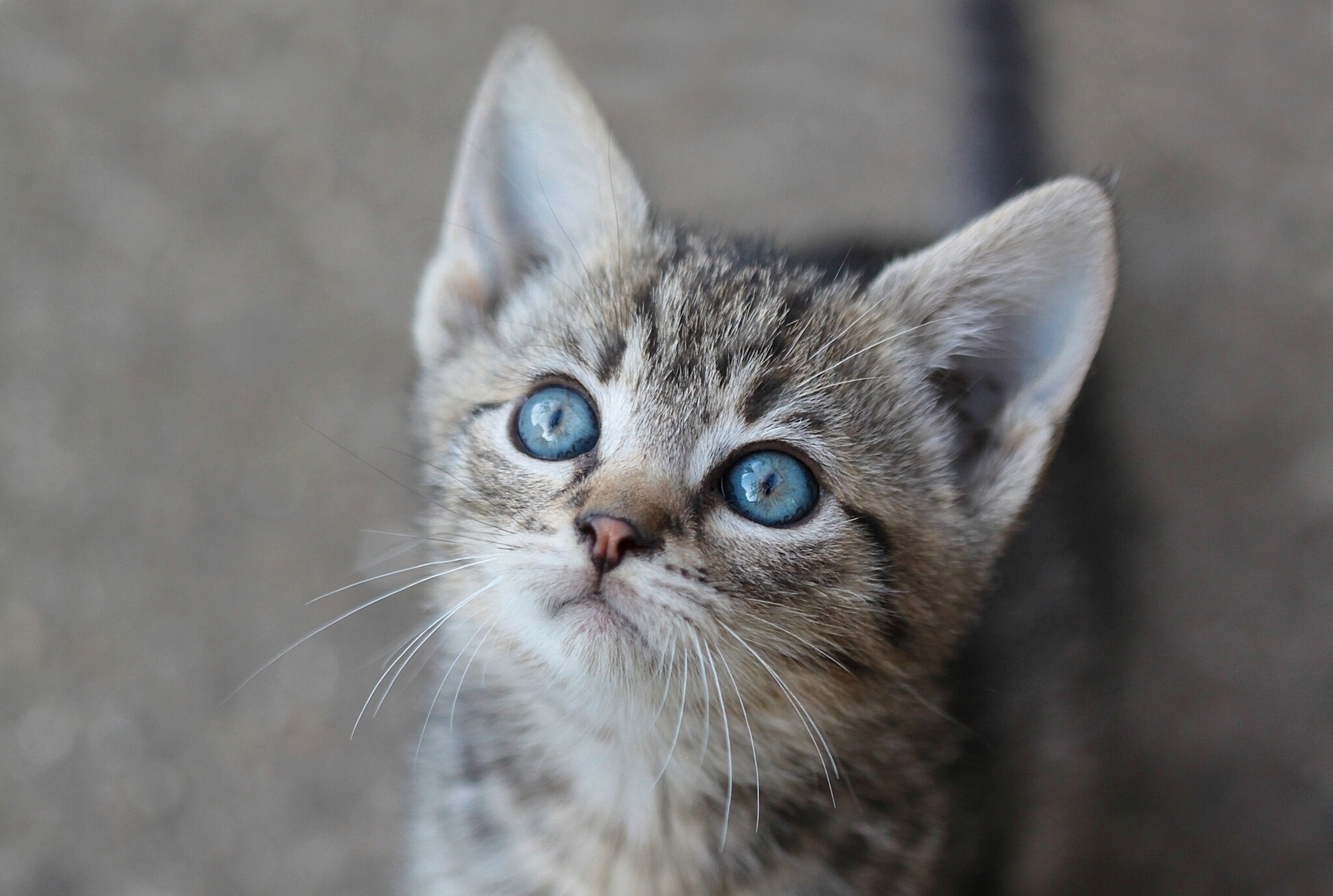 Descarga gratuita de fondo de pantalla para móvil de Gato, Gatos, Animales.