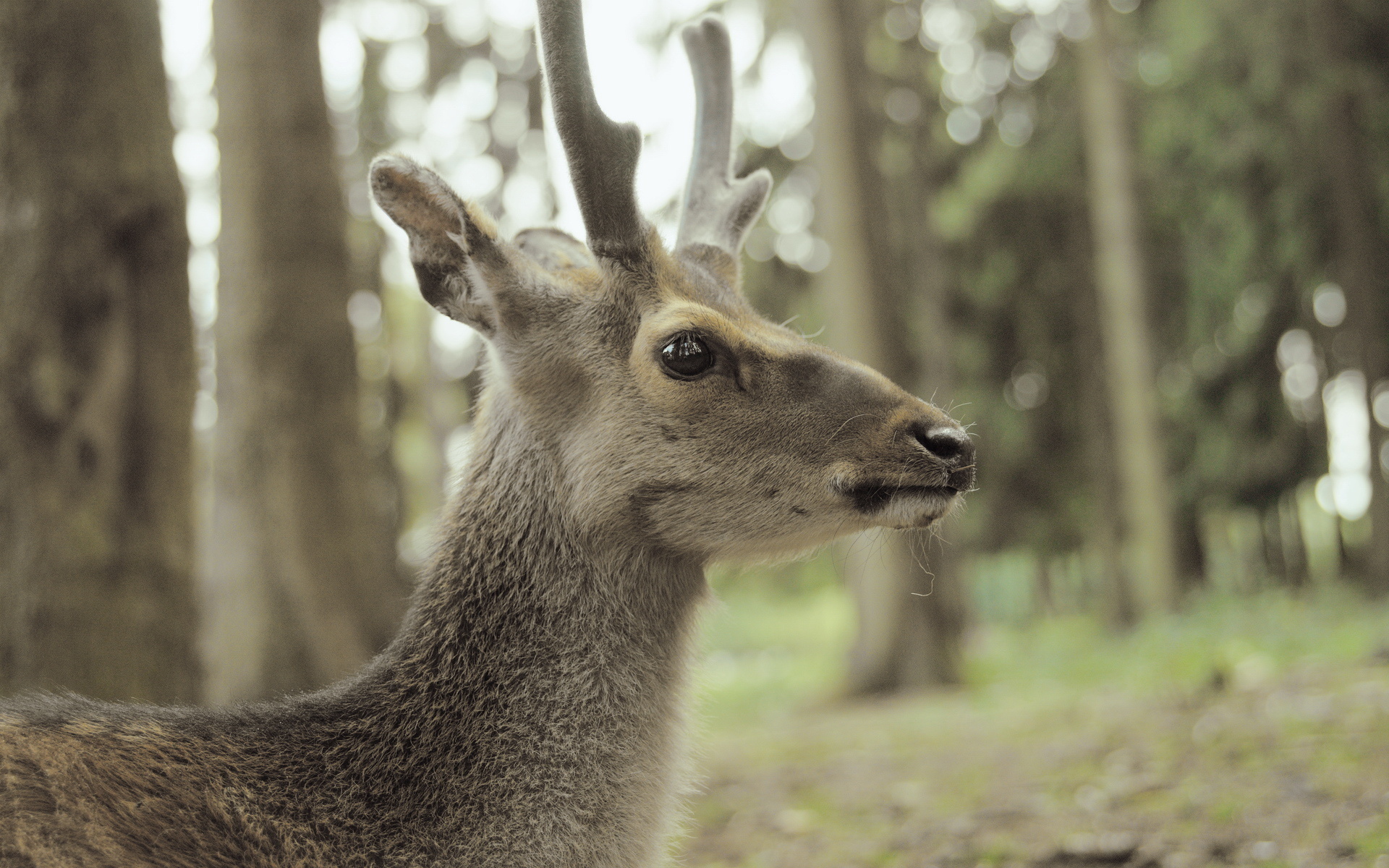 PCデスクトップに動物, 鹿画像を無料でダウンロード