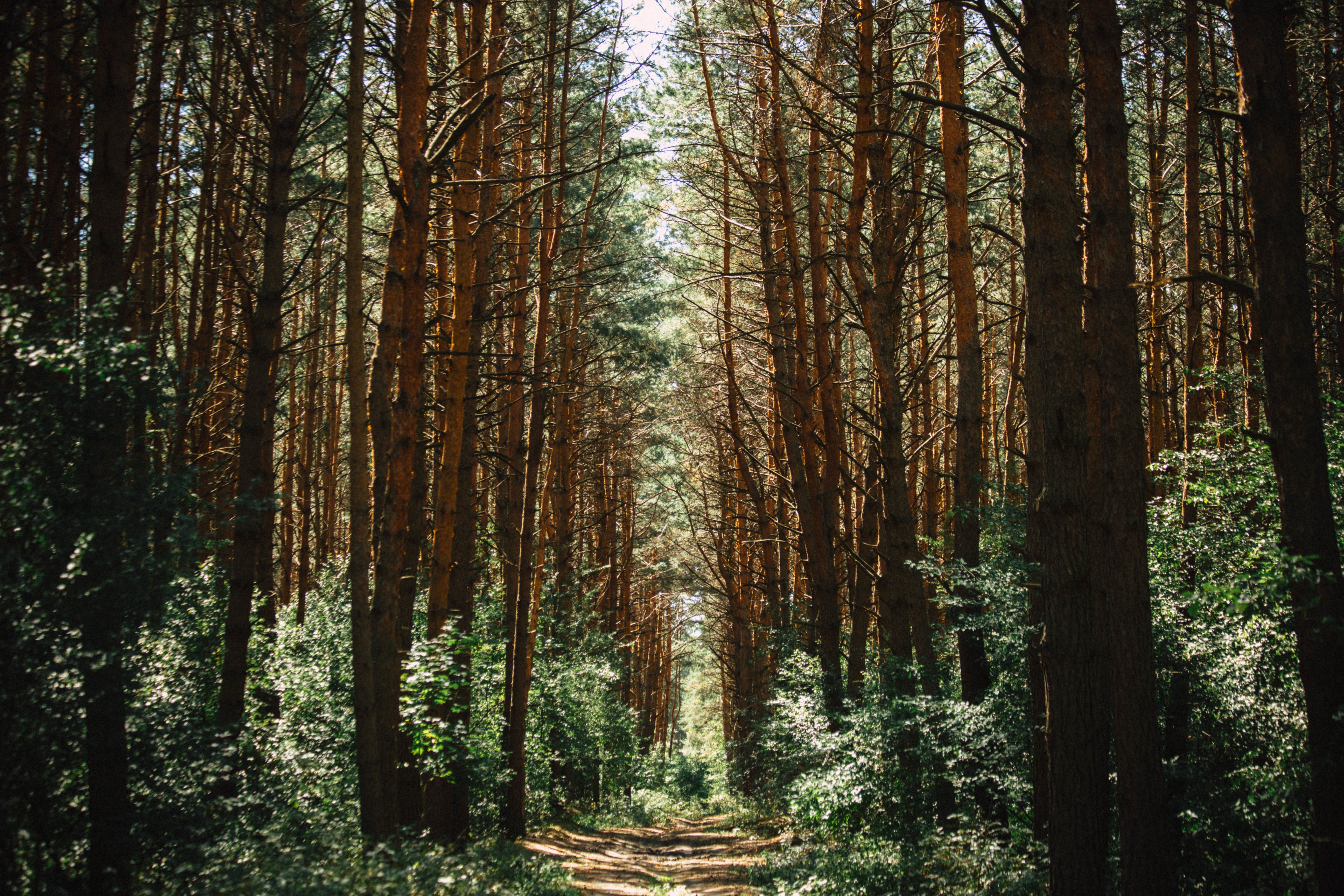 Free download wallpaper Nature, Trees, Path, Trail, Forest on your PC desktop