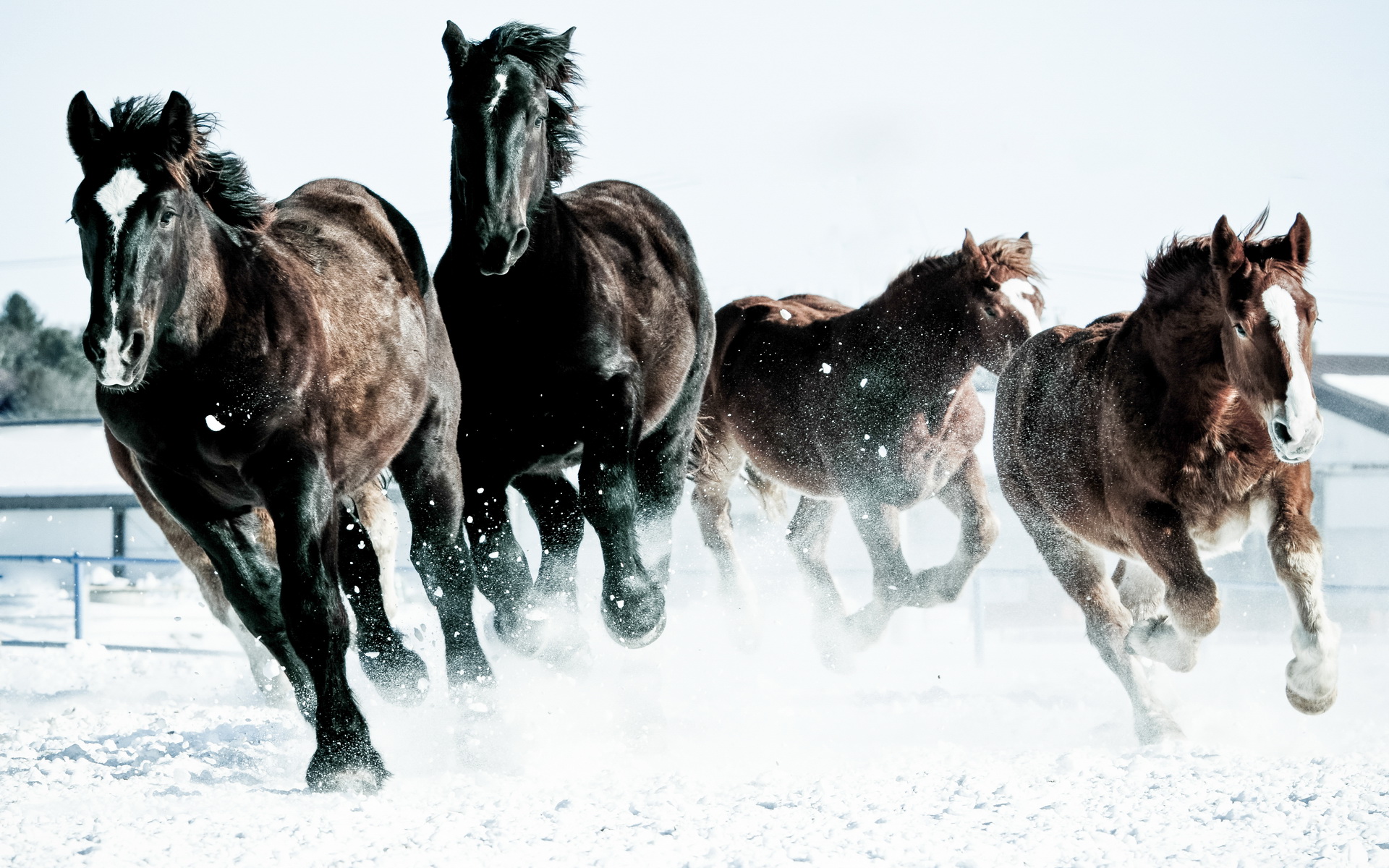 Descarga gratuita de fondo de pantalla para móvil de Caballo, Animales.