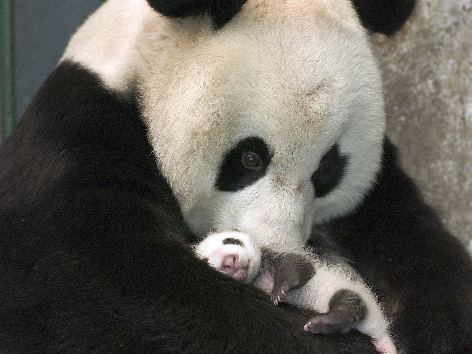 Laden Sie das Tiere, Liebe, Süß, Panda, Tierbaby-Bild kostenlos auf Ihren PC-Desktop herunter