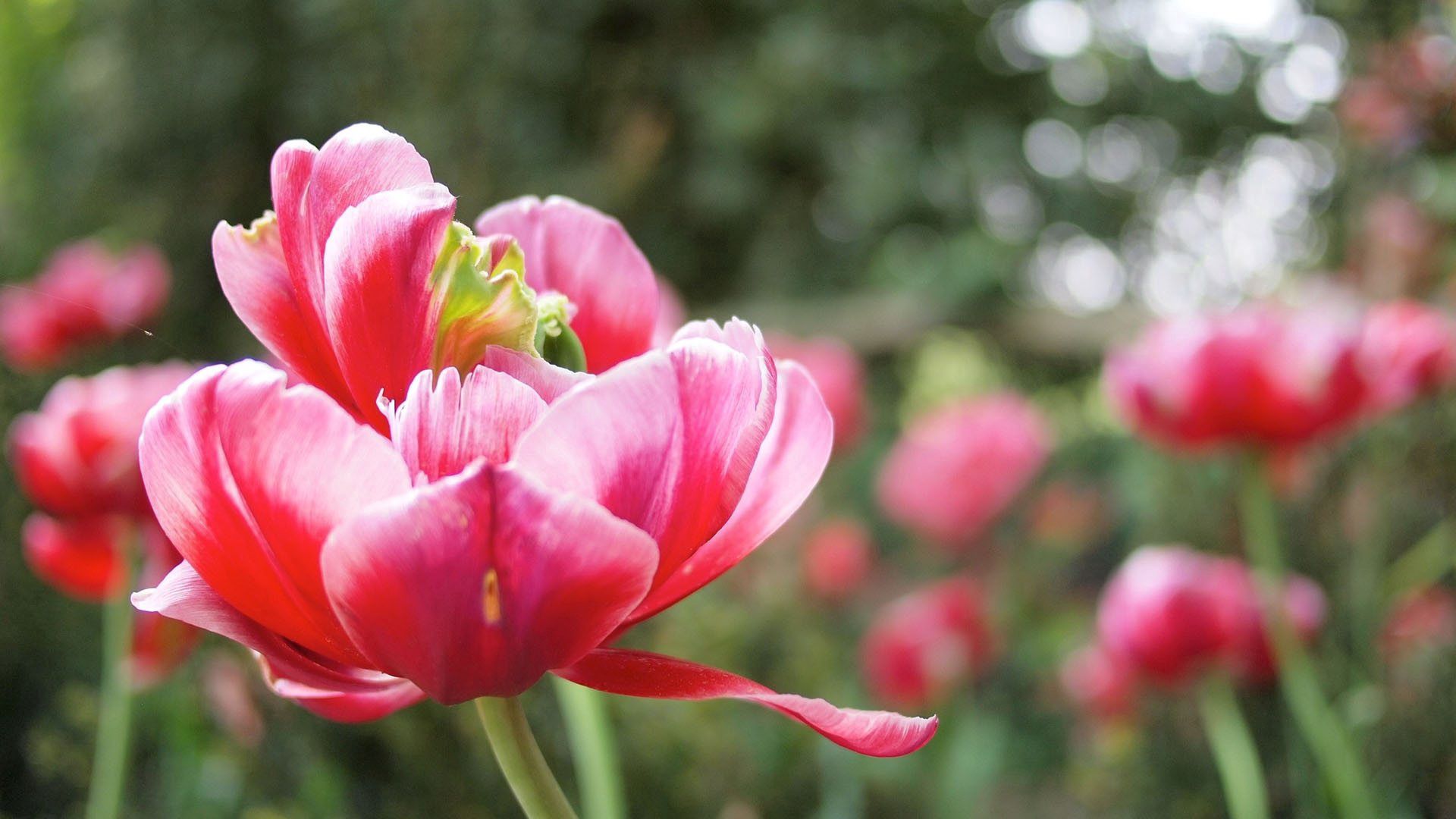 157599 télécharger le fond d'écran tulipes, fleurs, plante, planter, macro, pétales - économiseurs d'écran et images gratuitement