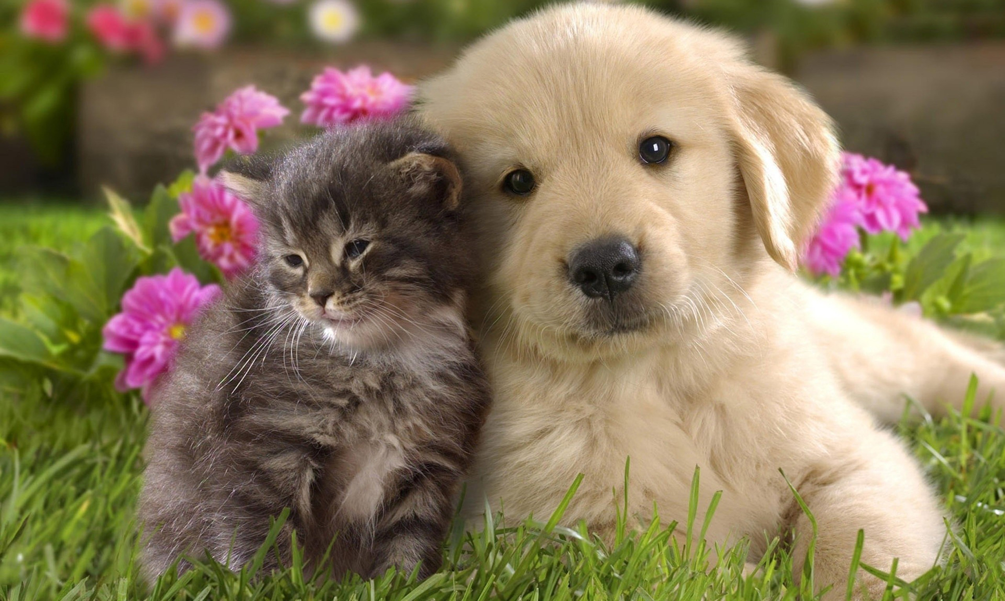 kitten, cat & dog, cat, dog, animal, cute, puppy