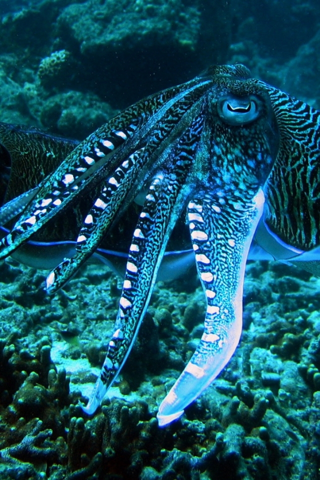 animal, cuttlefish, fishes wallpapers for tablet
