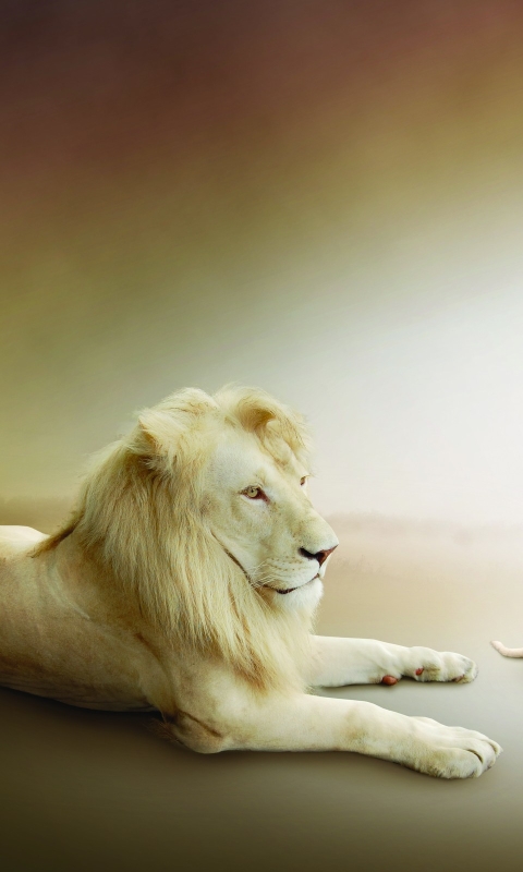 Download mobile wallpaper Animal, Cute, White Lion, Cub for free.