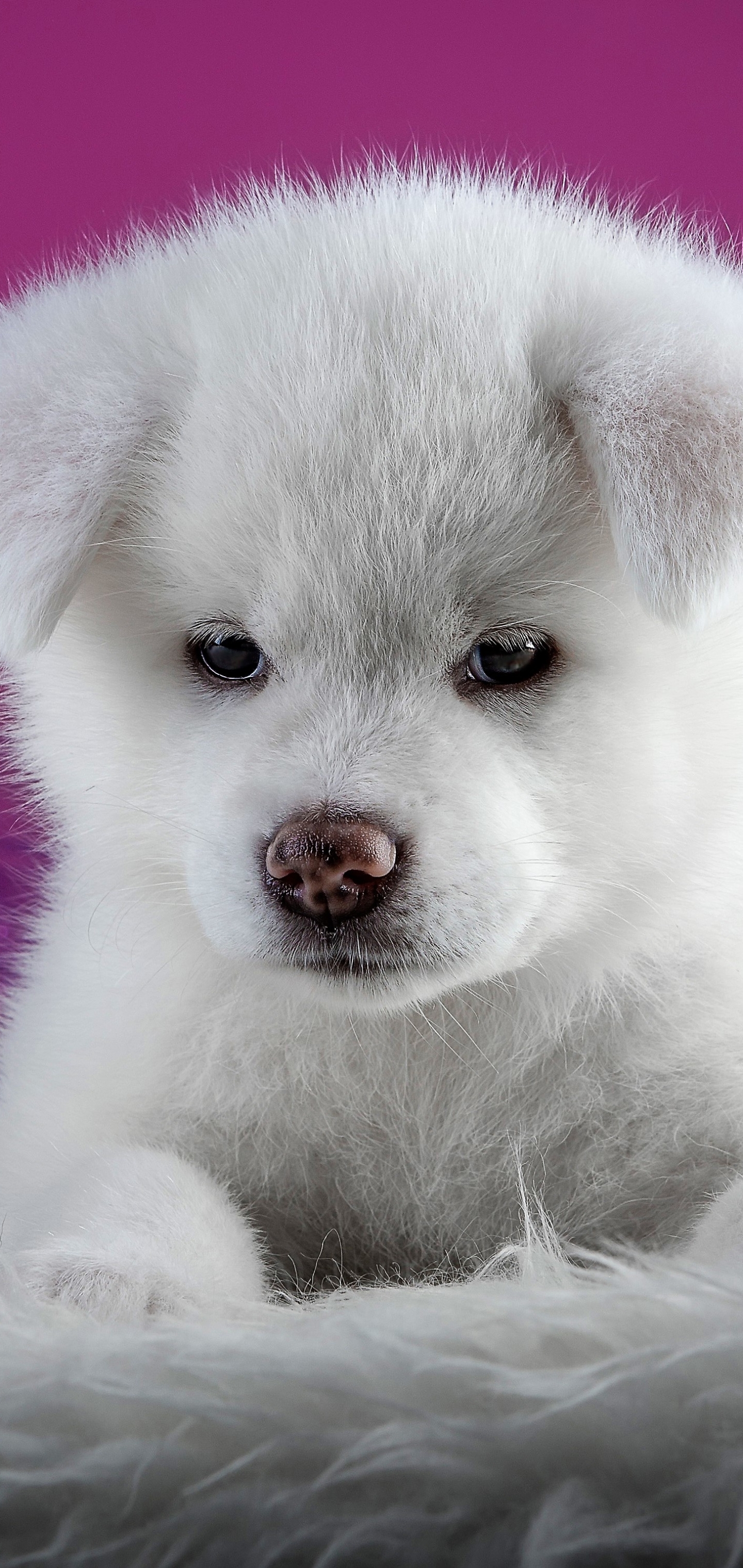 Download mobile wallpaper Dogs, Dog, Animal, Puppy, Akita, Cute, Baby Animal for free.