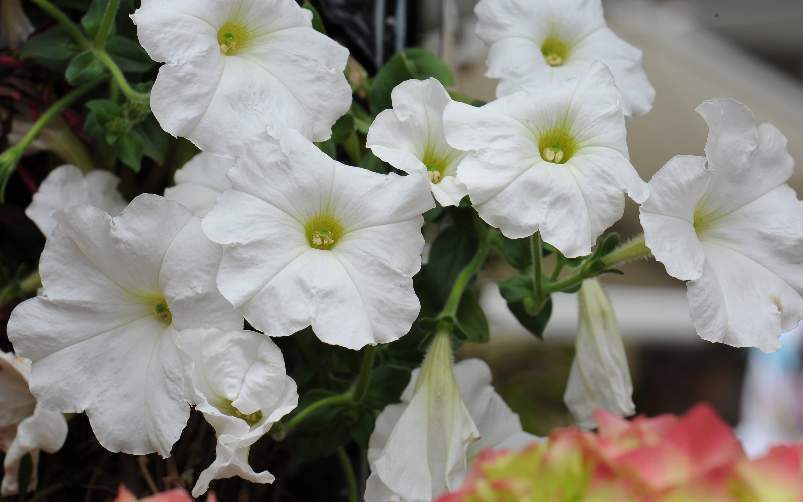 Téléchargez gratuitement l'image Fleurs, Fleur, Terre/nature sur le bureau de votre PC