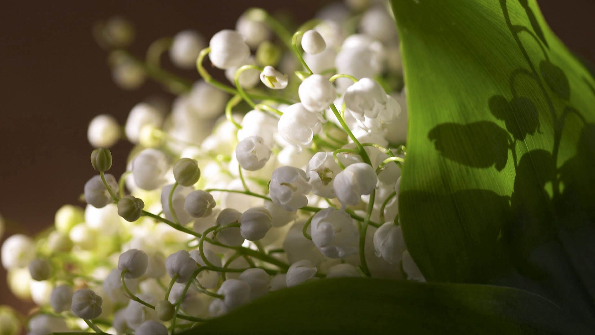 Lily Of The Valley Panoramic Wallpapers