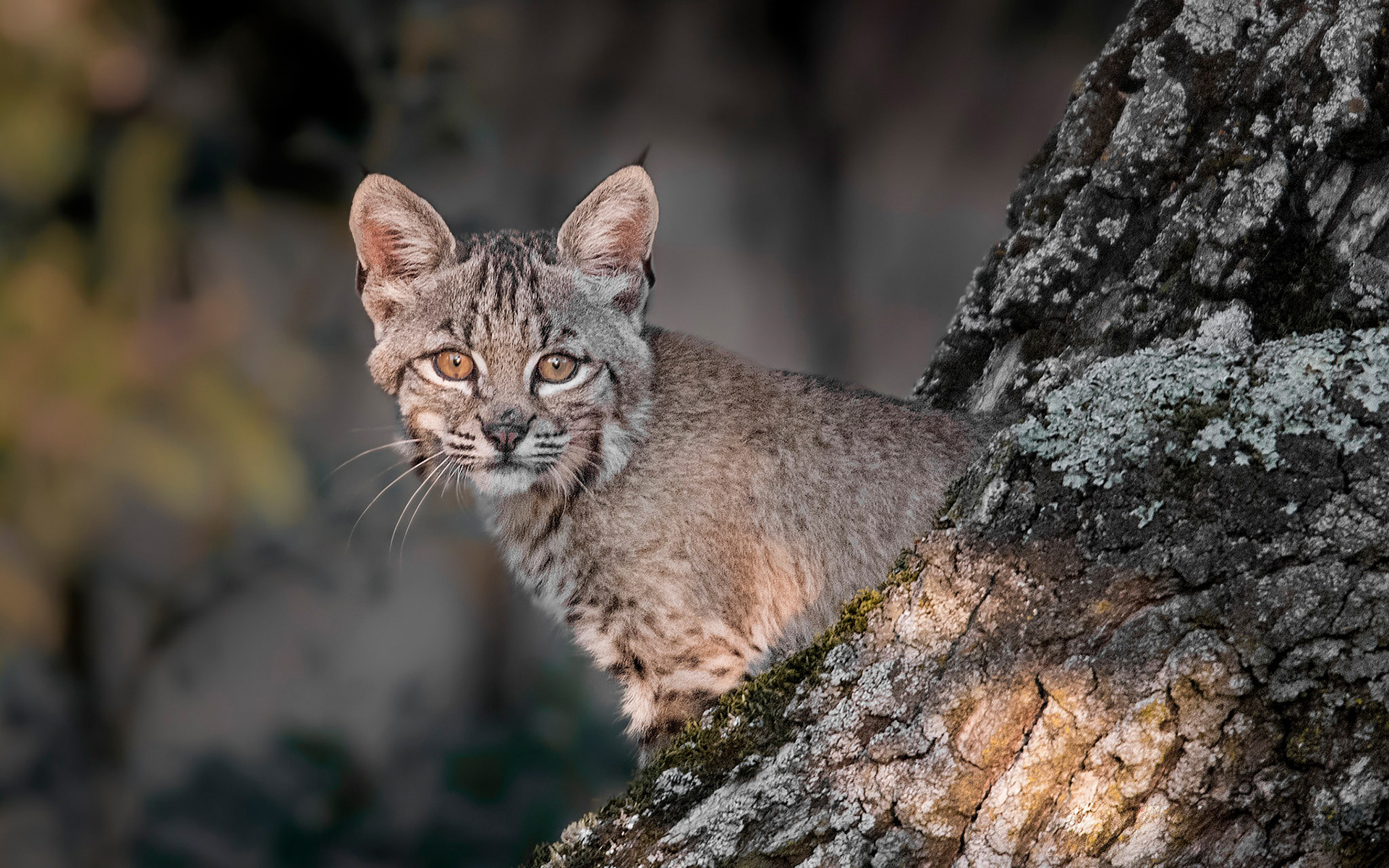 Free download wallpaper Cats, Animal, Lynx, Cub on your PC desktop