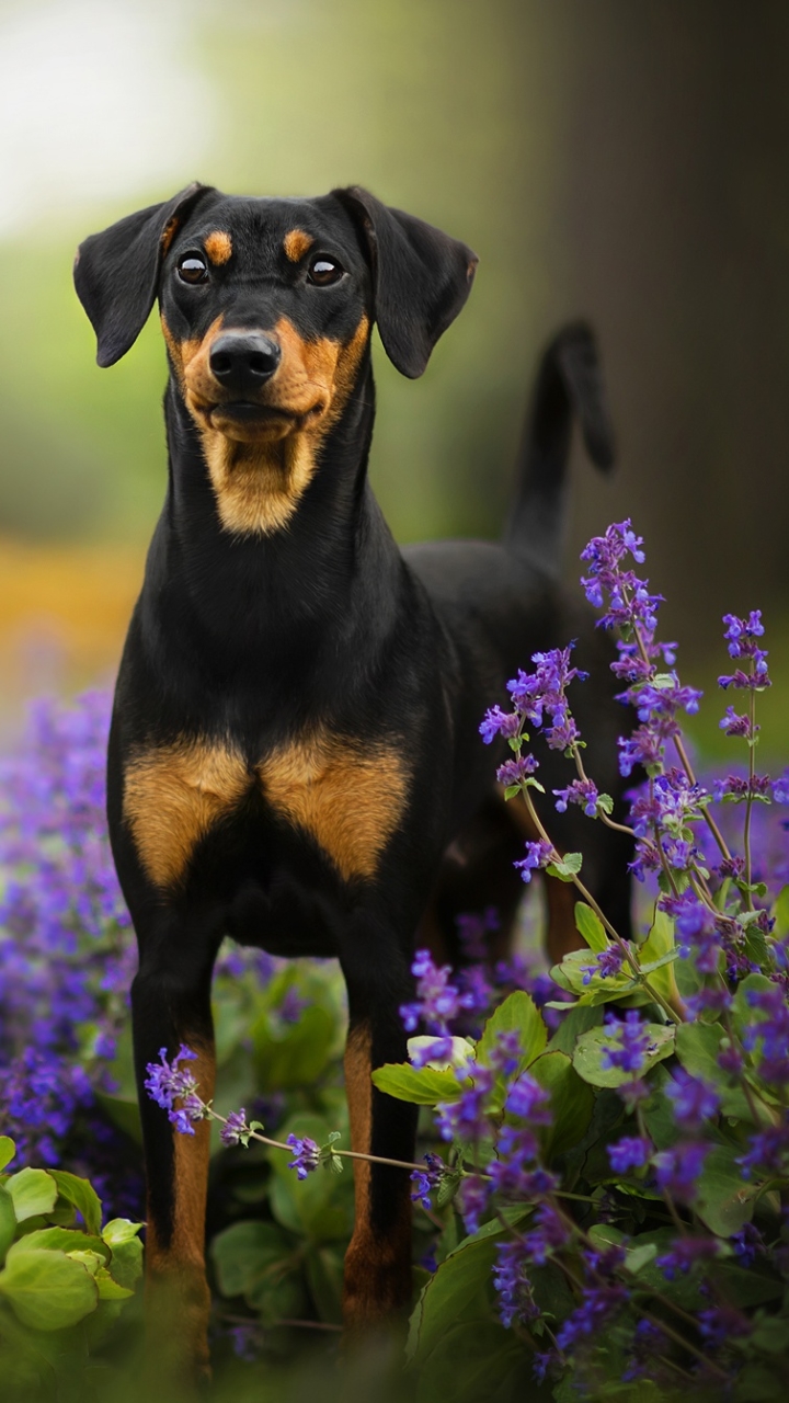 Download mobile wallpaper Dogs, Flower, Dog, Animal, Puppy, Baby Animal, Doberman Pinscher for free.