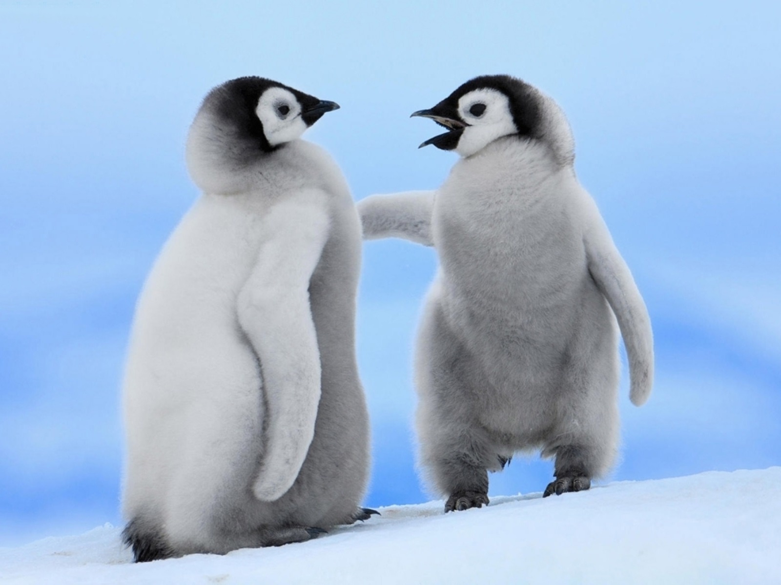 Download mobile wallpaper Earth, Cute, Penguin, Chick for free.