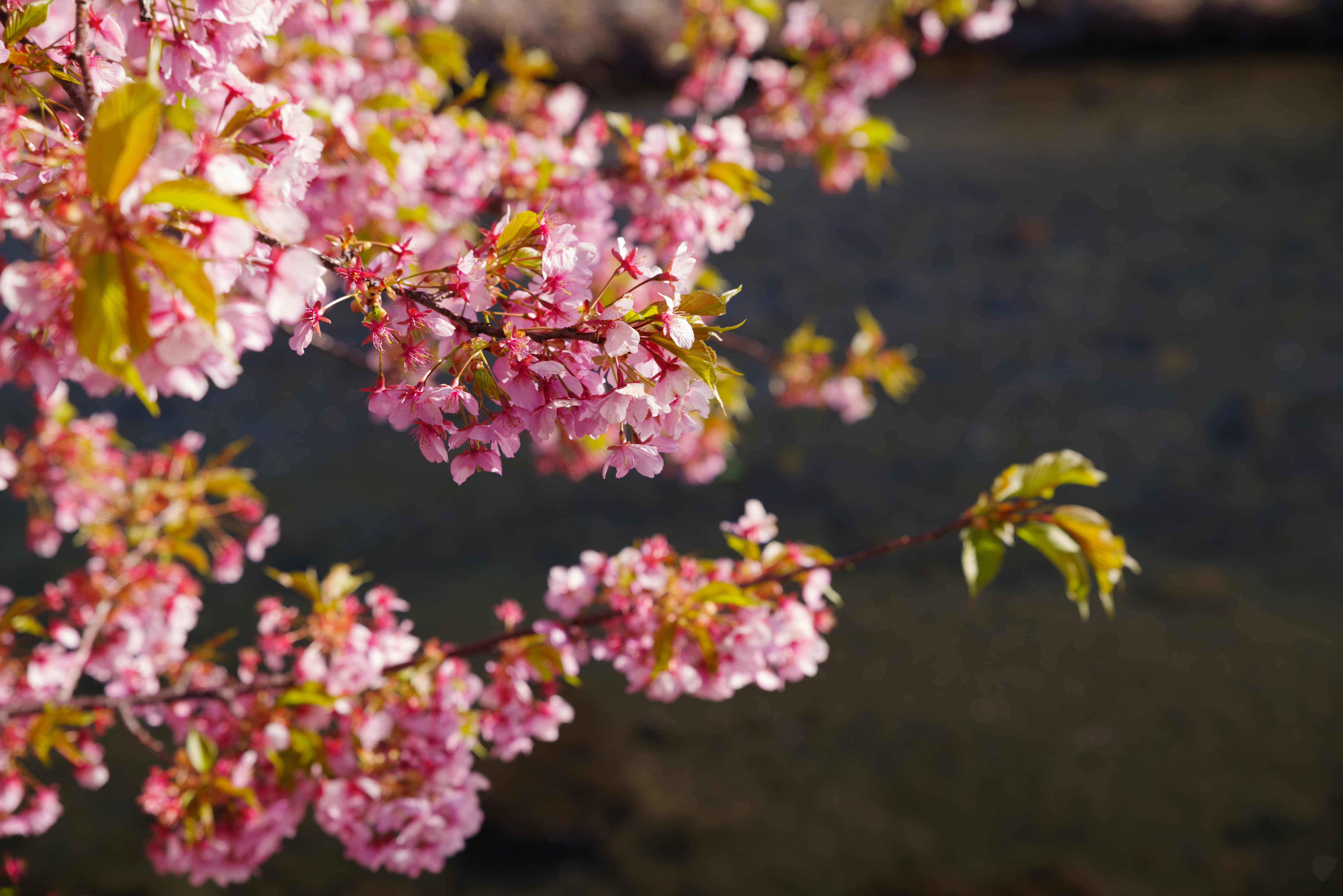 PCデスクトップにフラワーズ, 咲く, 開花, 庭, 庭園, ピンク画像を無料でダウンロード