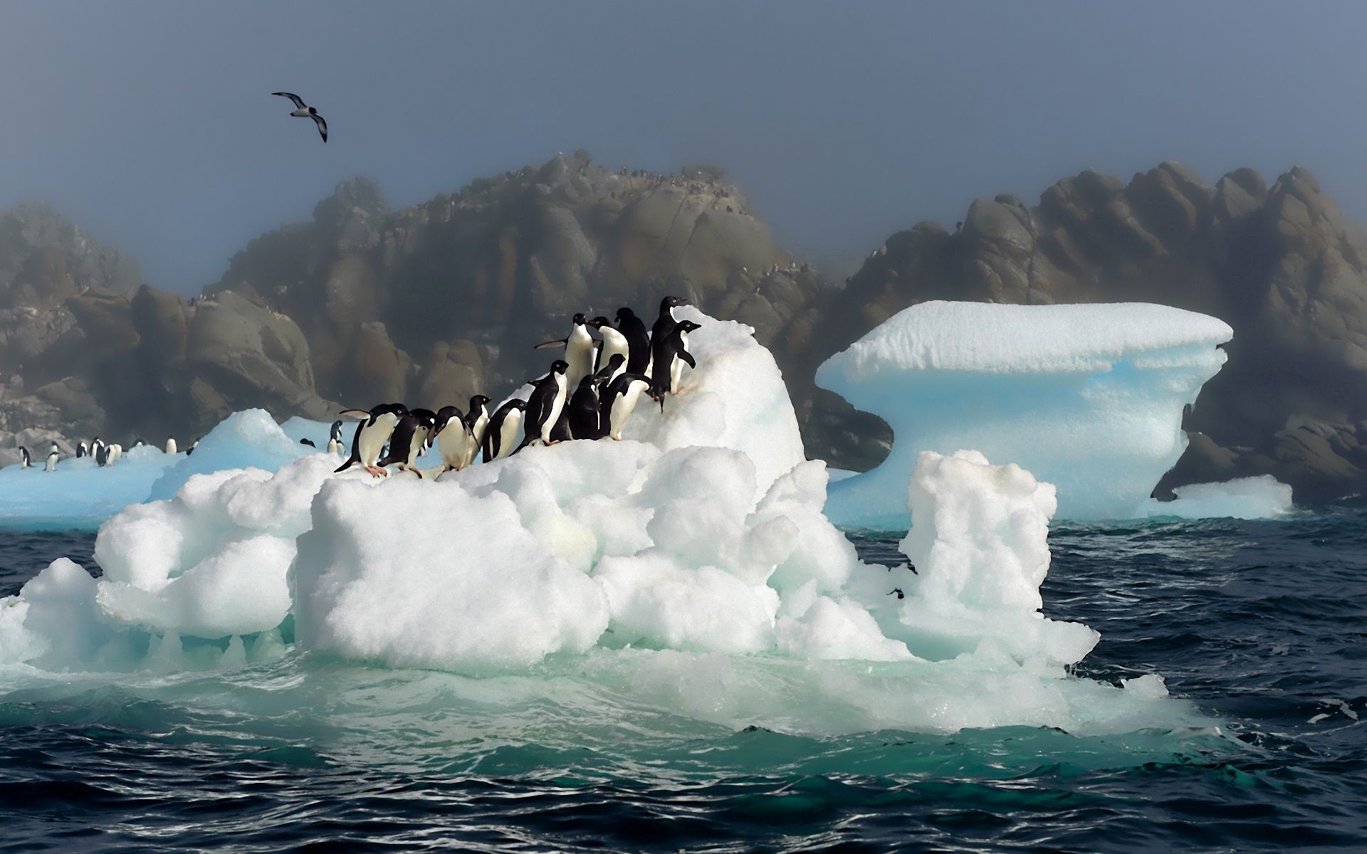 Téléchargez des papiers peints mobile Rebondir, Sauter, Antarctique, Animaux, Neige, Pinguouins, Eau, Oiseaux gratuitement.