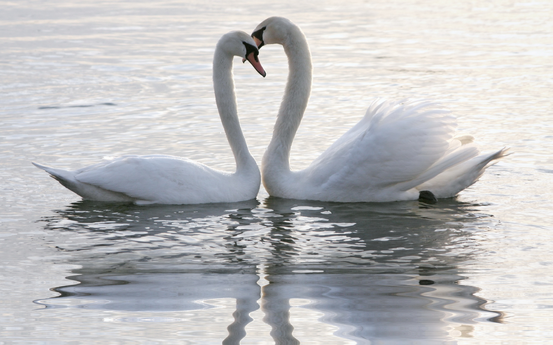 Download mobile wallpaper Mute Swan, Birds, Animal for free.