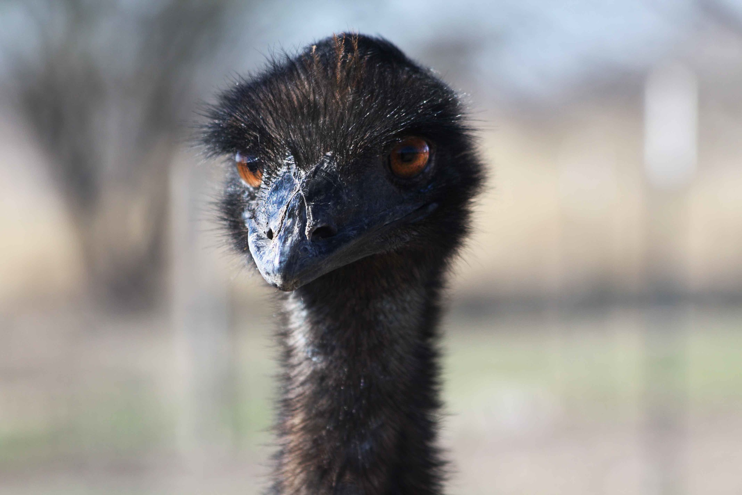 Free download wallpaper Ostrich, Bird, Head, Animals, Beak on your PC desktop