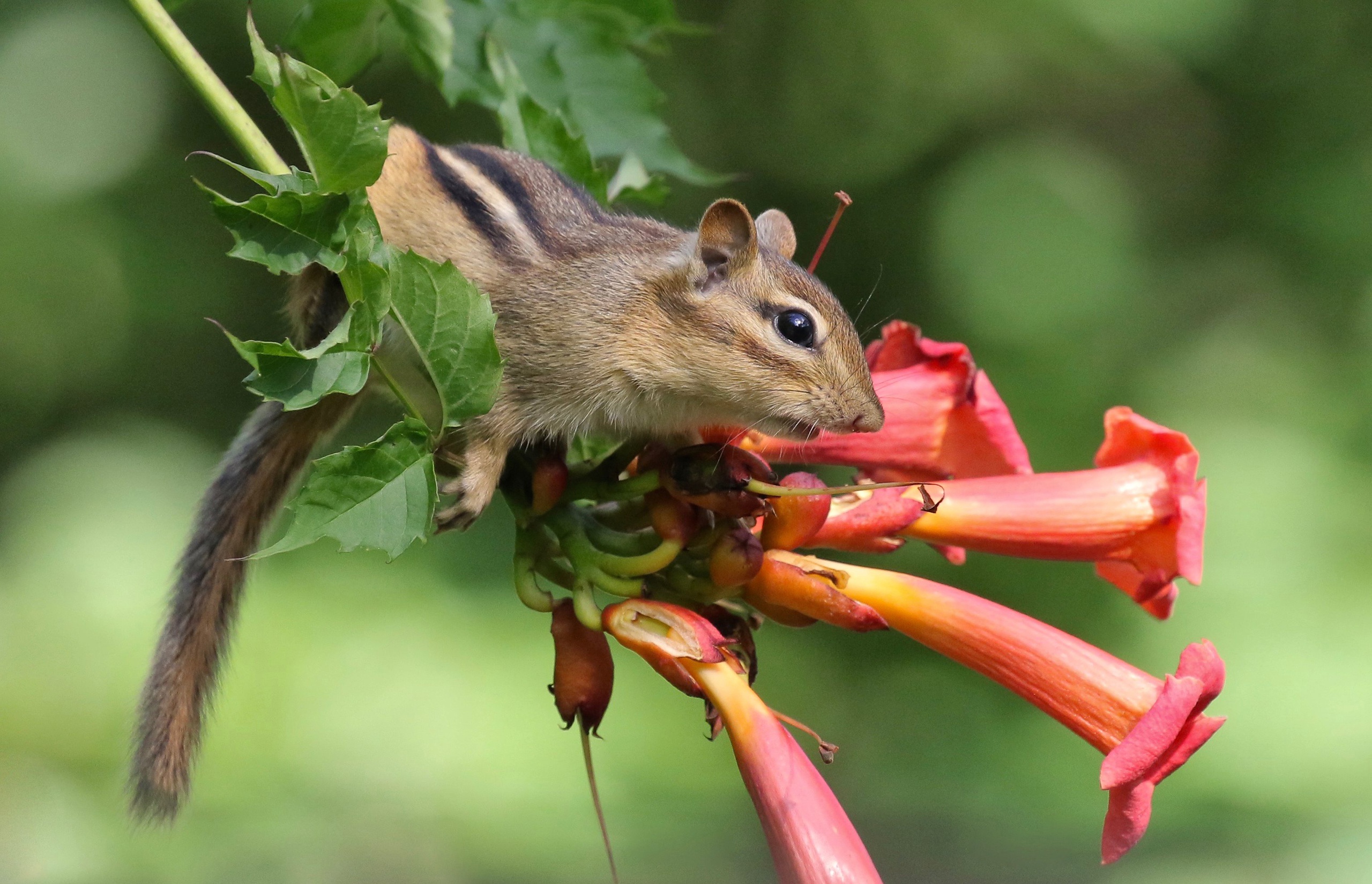 Laden Sie das Tiere, Blume, Nagetier, Streifenhörnchen-Bild kostenlos auf Ihren PC-Desktop herunter