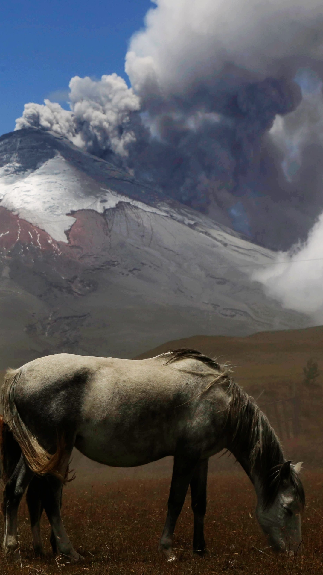 Descarga gratuita de fondo de pantalla para móvil de Animales, Caballo.