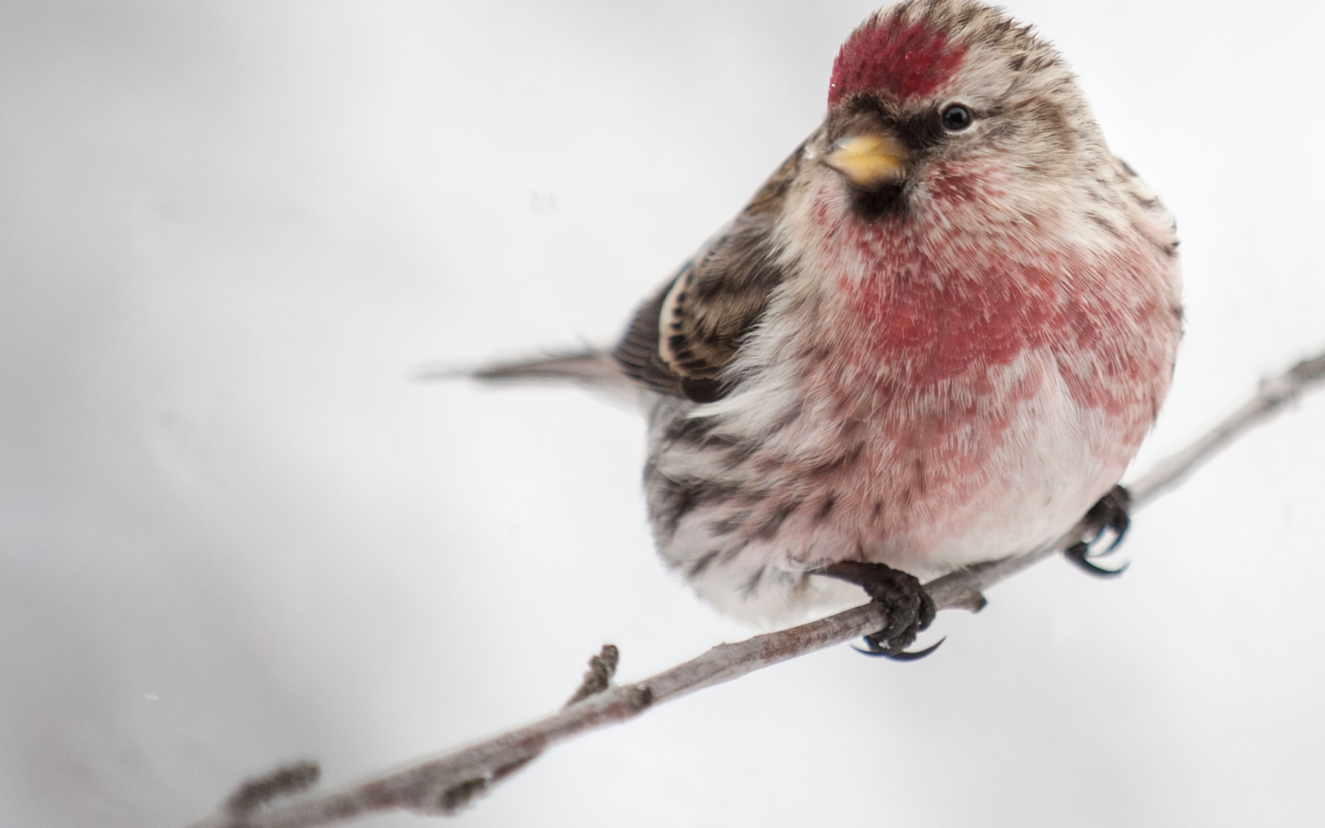 animal, redpoll, bird, branch, close up, common redpoll, birds