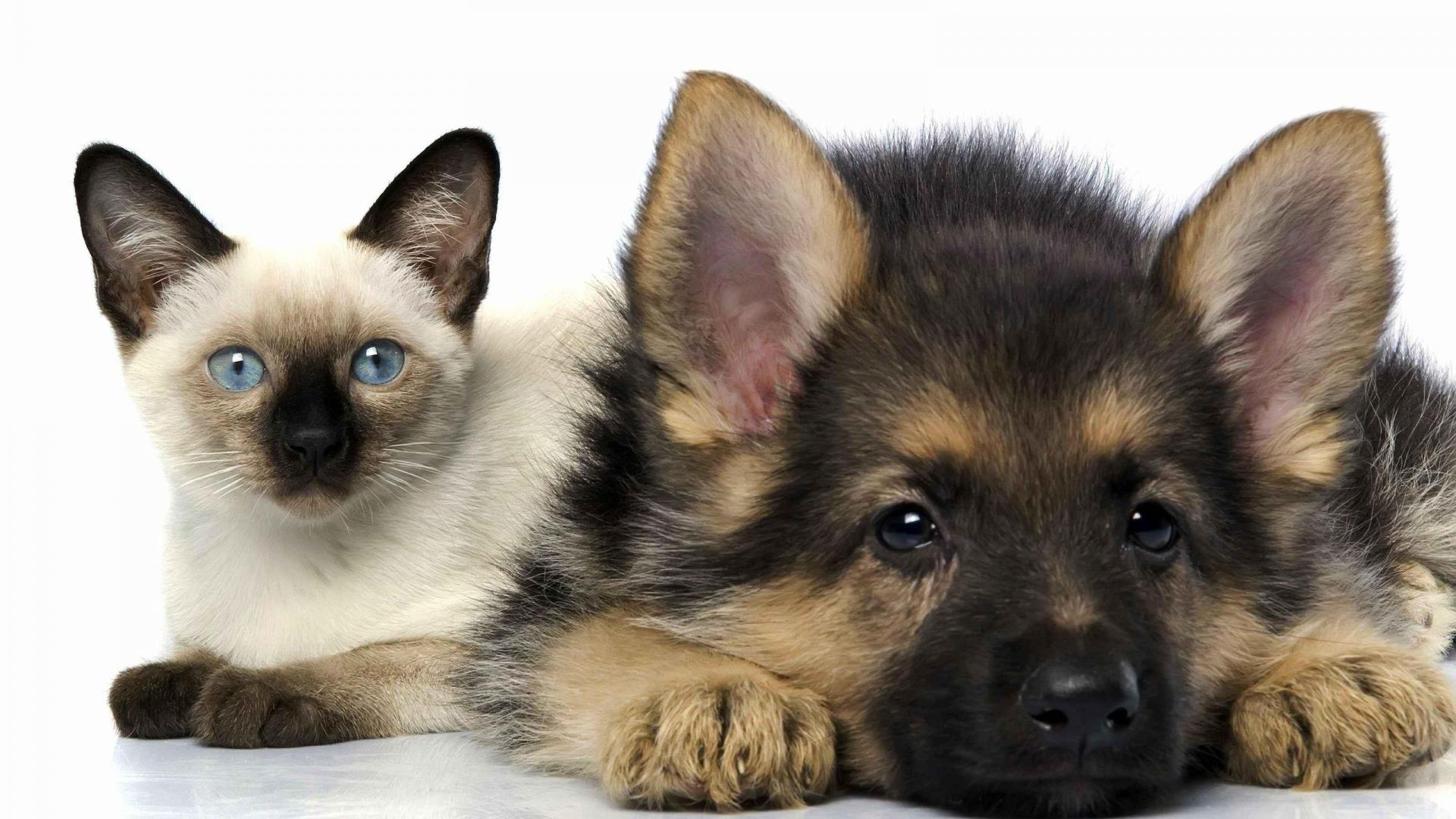 Download mobile wallpaper Cat, Kitten, Dog, Animal, Puppy, German Shepherd, Siamese Cat, Cat & Dog for free.