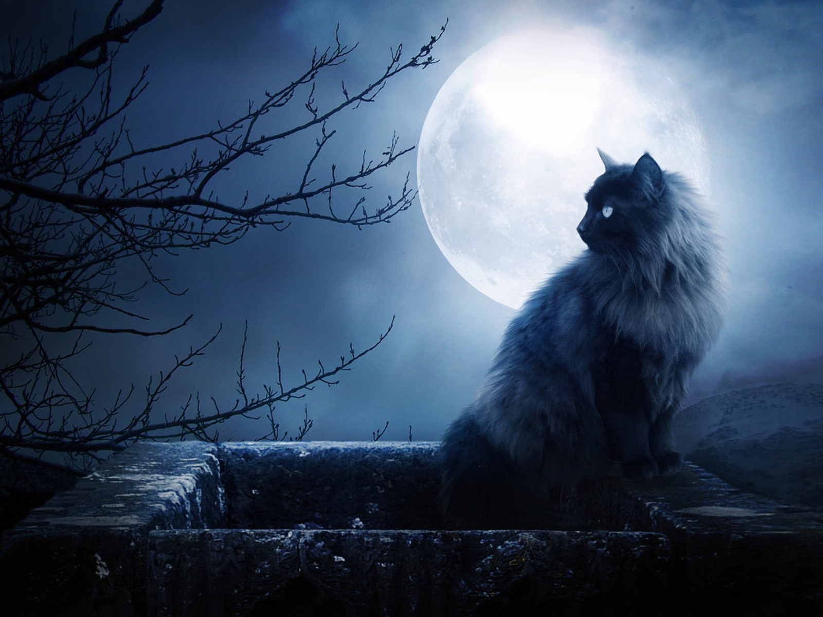 Download mobile wallpaper Animals, Moon, Cats for free.