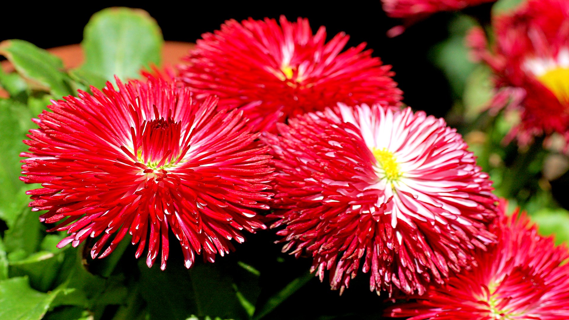 Téléchargez gratuitement l'image Marguerite, Fleurs, Terre/nature sur le bureau de votre PC