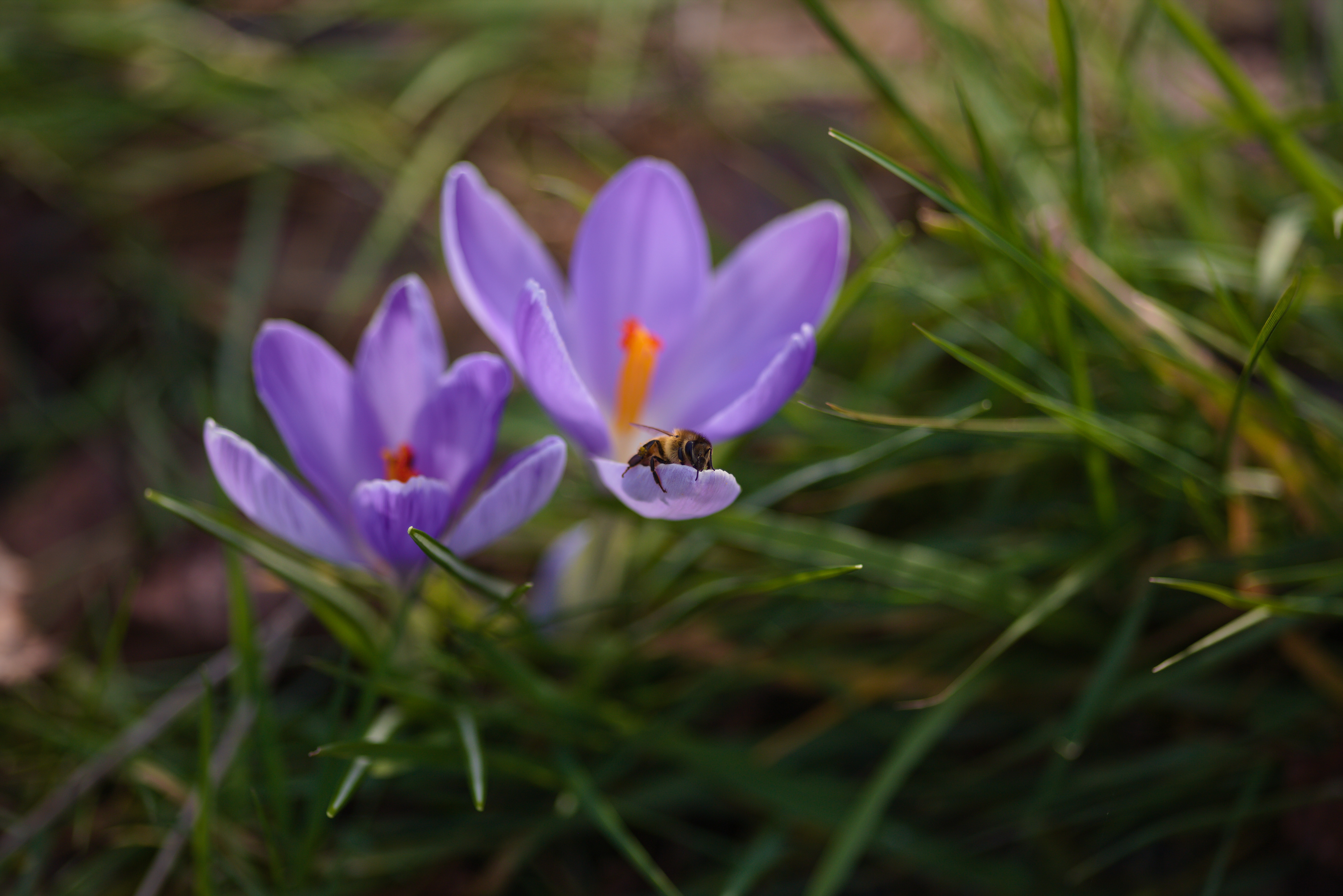 65203 скачать картинку весна, крокусы, цветы, макро, насекомое, пчела - обои и заставки бесплатно