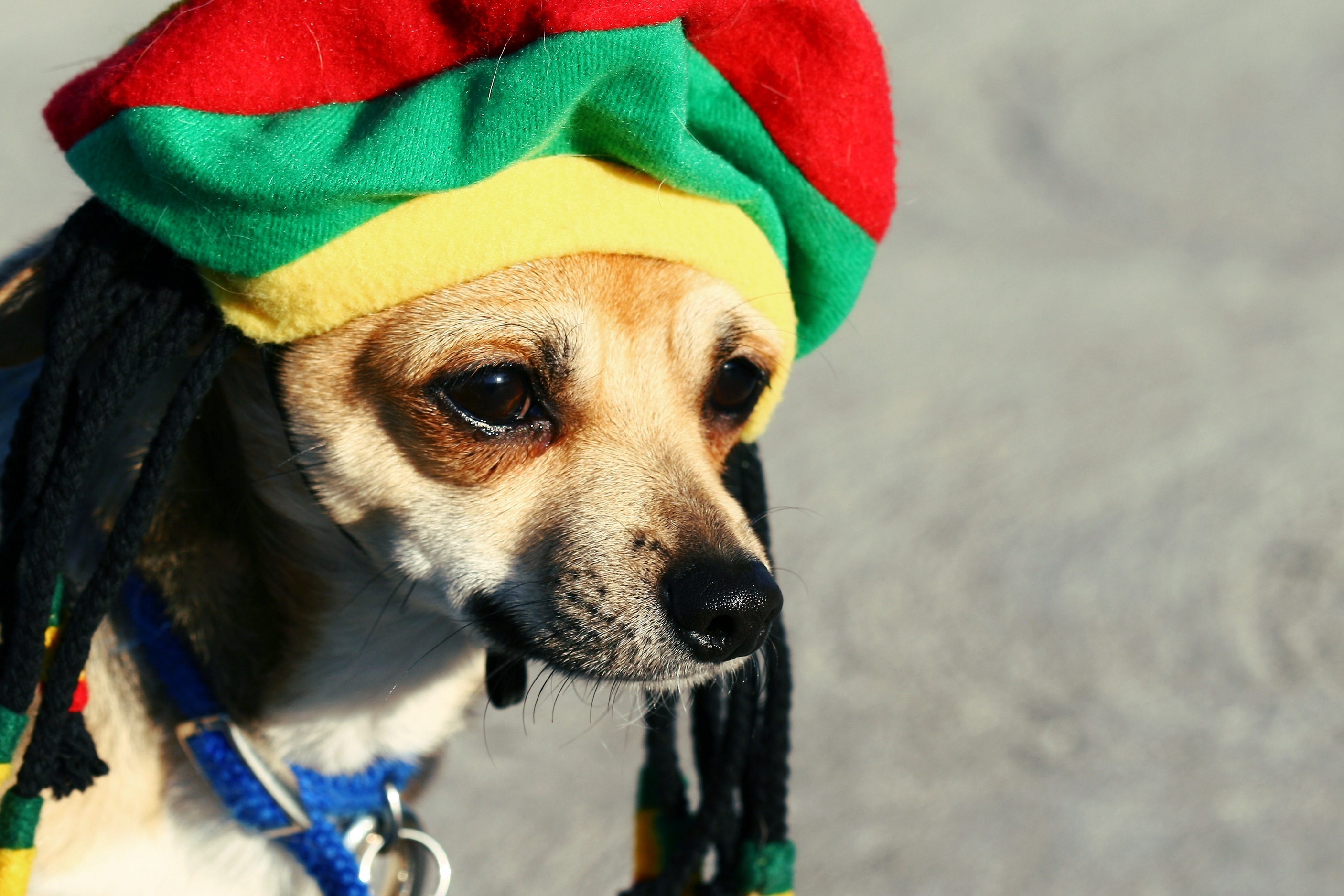 Baixar papel de parede para celular de Animais, Cães, Cão gratuito.