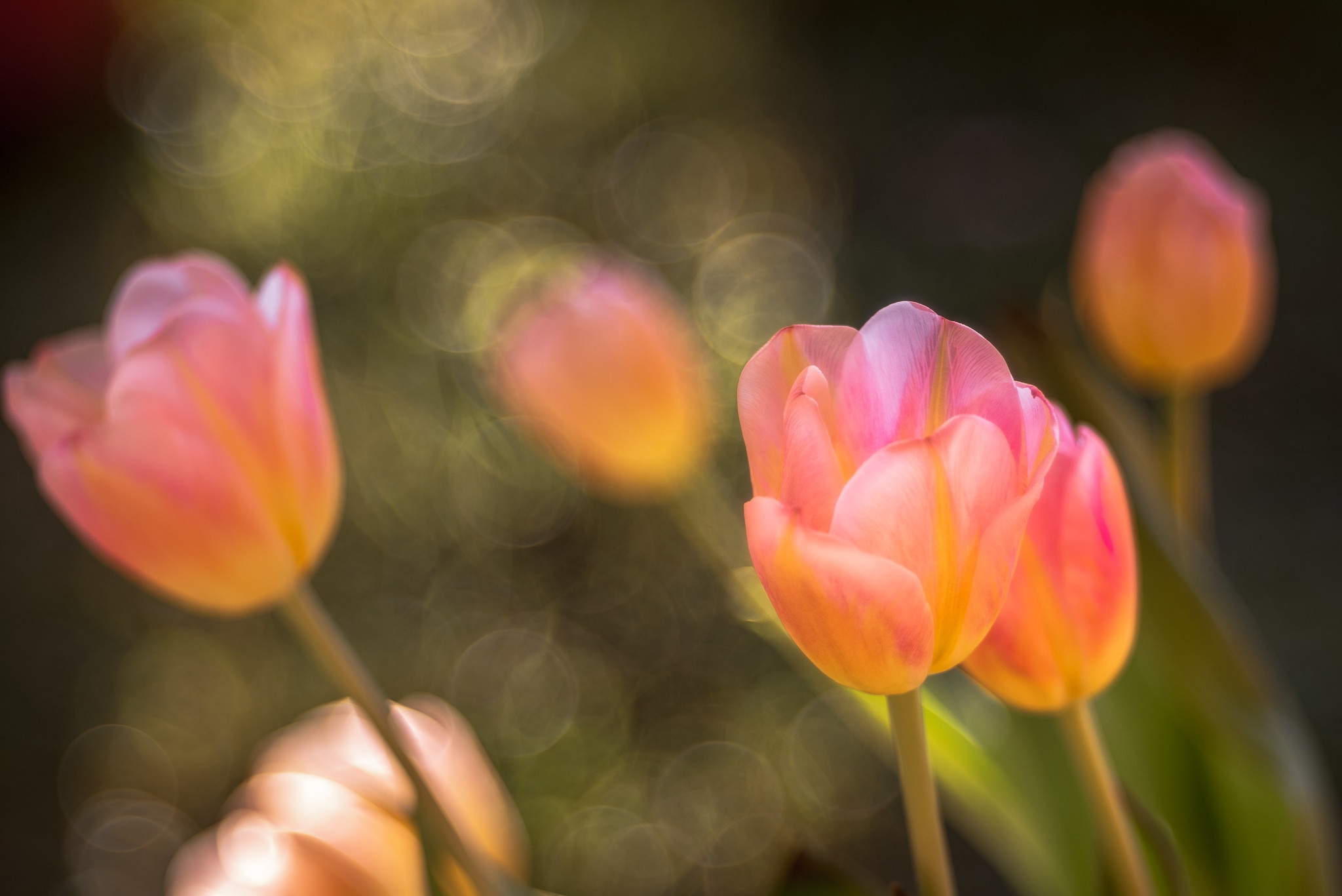 Free download wallpaper Tulip, Flowers, Earth on your PC desktop