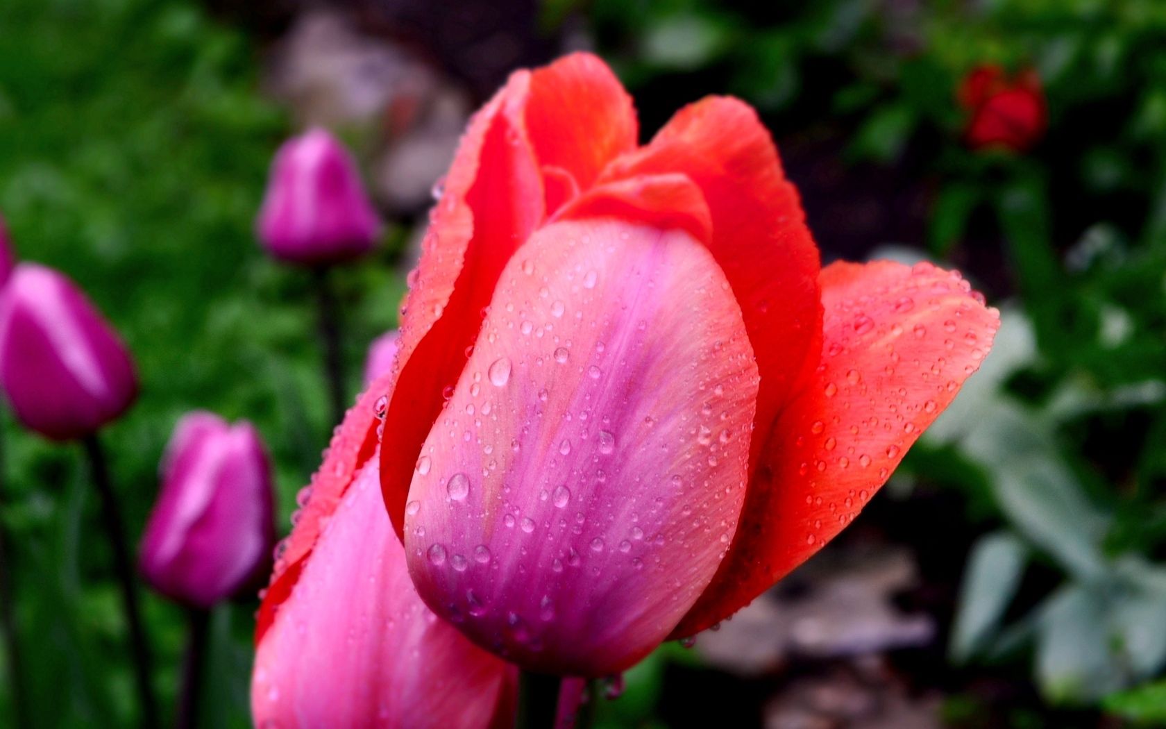 Téléchargez des papiers peints mobile Macro, Tulipes, Drops, Fleur, Pétales gratuitement.