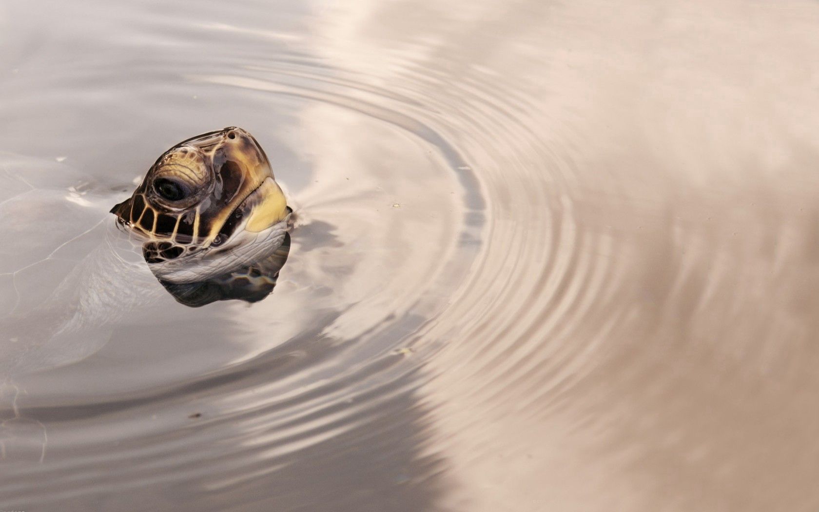Free download wallpaper Water, Surface, Head, Animals, Turtle, Circles on your PC desktop