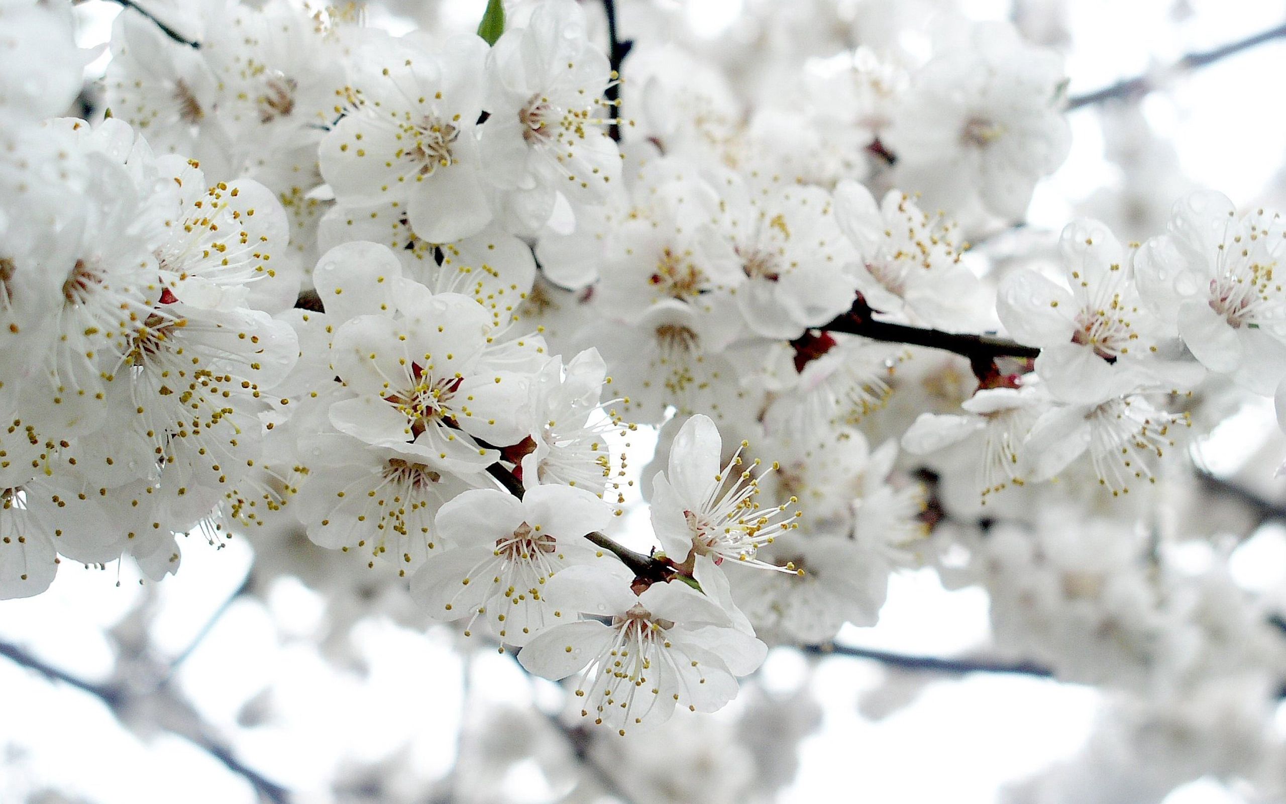 Free download wallpaper Flowers, Plant, Macro, Branch, Flowering, Bloom on your PC desktop