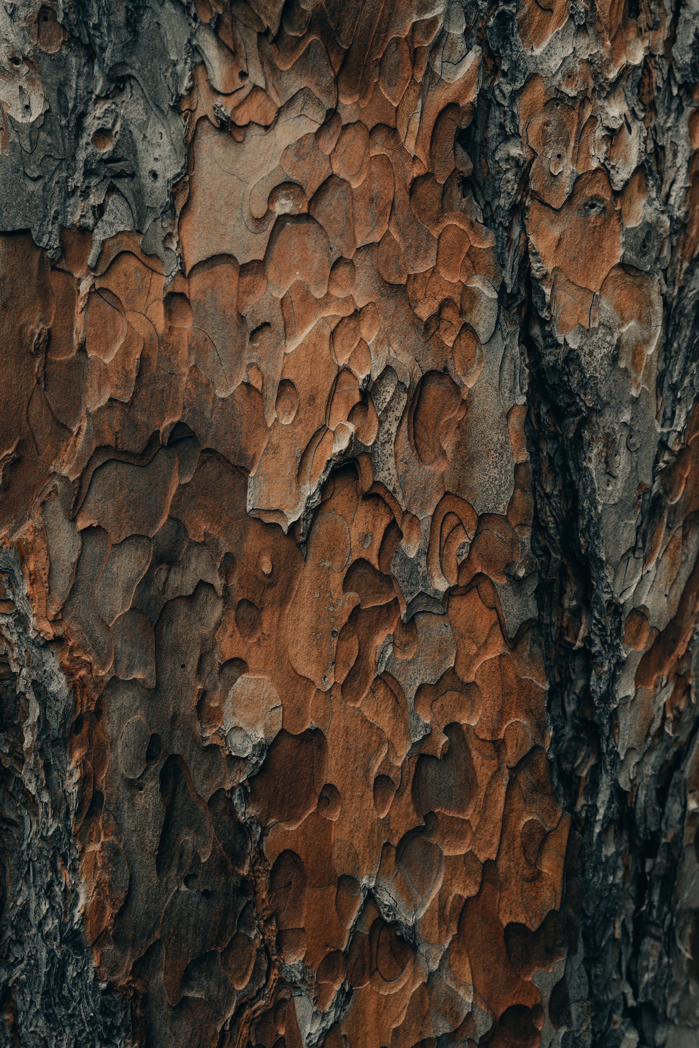 Download mobile wallpaper Wood, Tree, Bark, Surface, Textures, Texture for free.