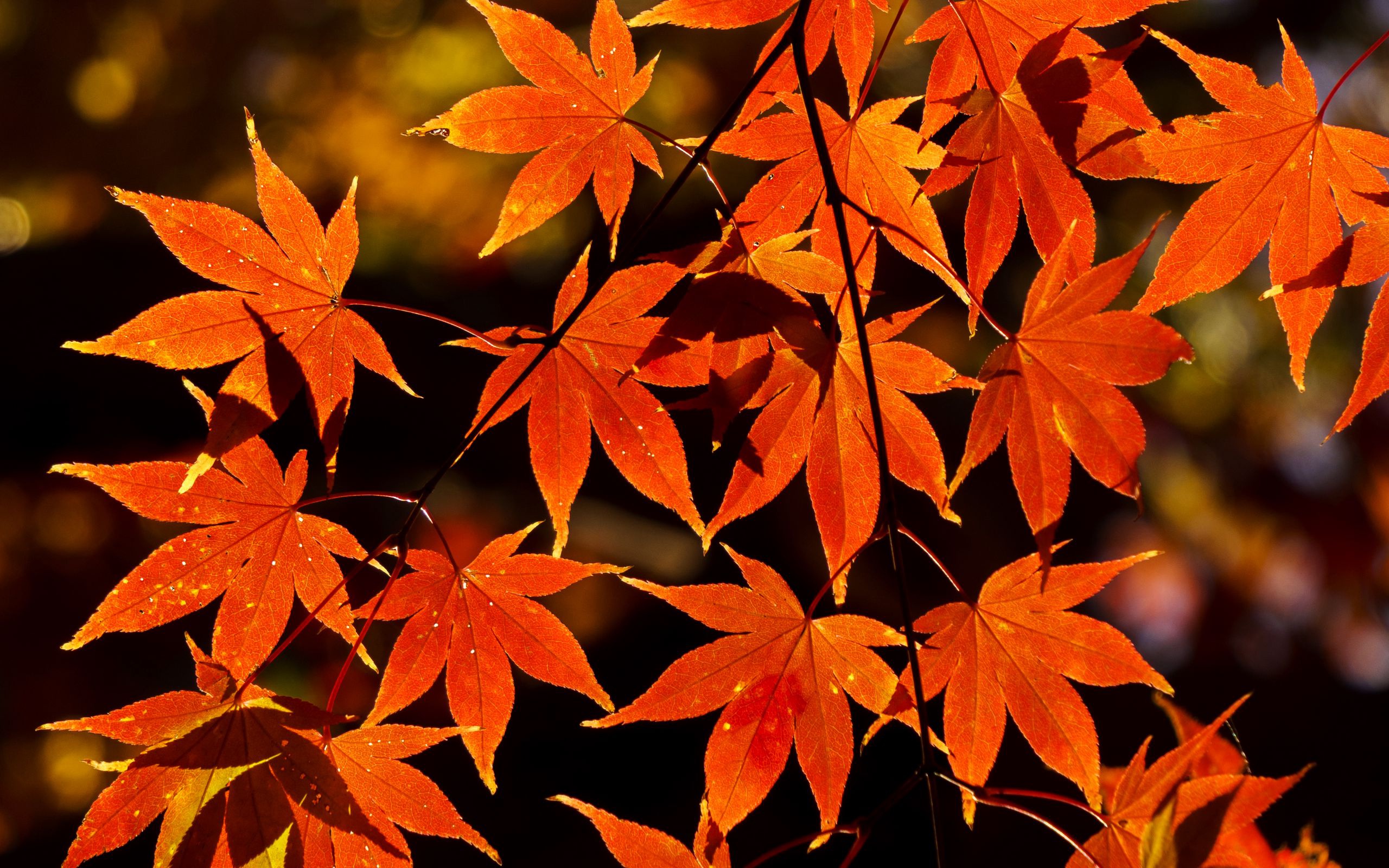 Laden Sie das Herbst, Blatt, Ahornblatt, Erde/natur-Bild kostenlos auf Ihren PC-Desktop herunter