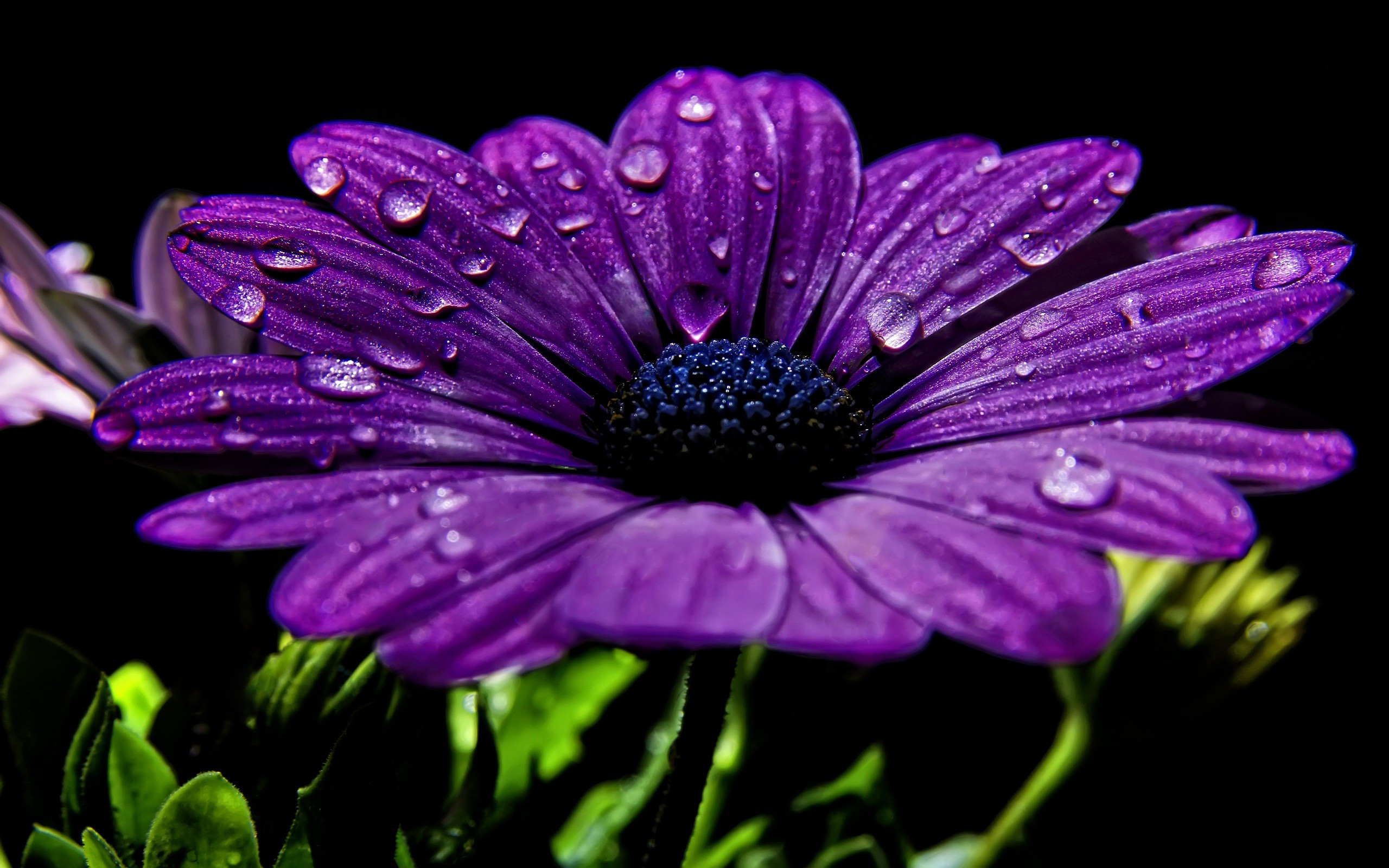 Téléchargez gratuitement l'image Fleurs, Fleur, Terre/nature sur le bureau de votre PC