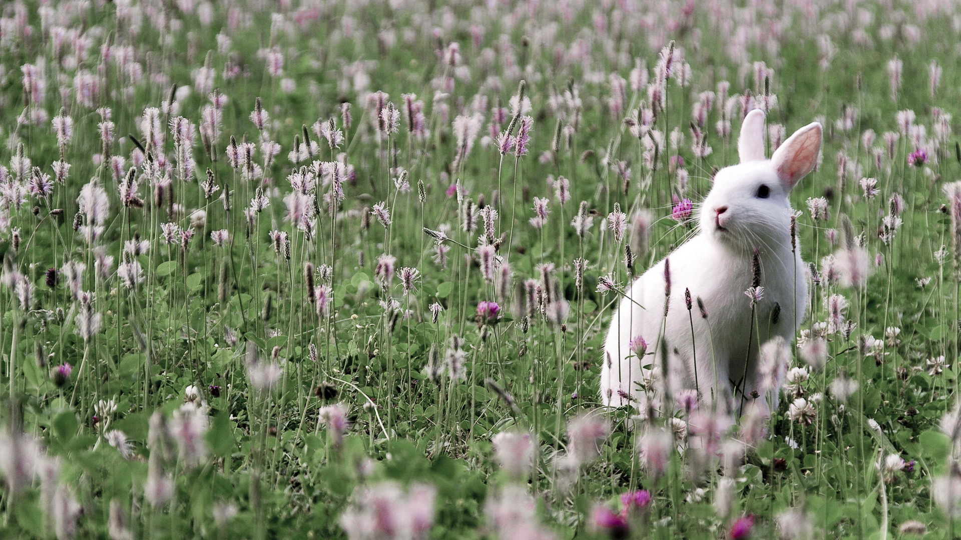 Handy-Wallpaper Hase, Tiere kostenlos herunterladen.