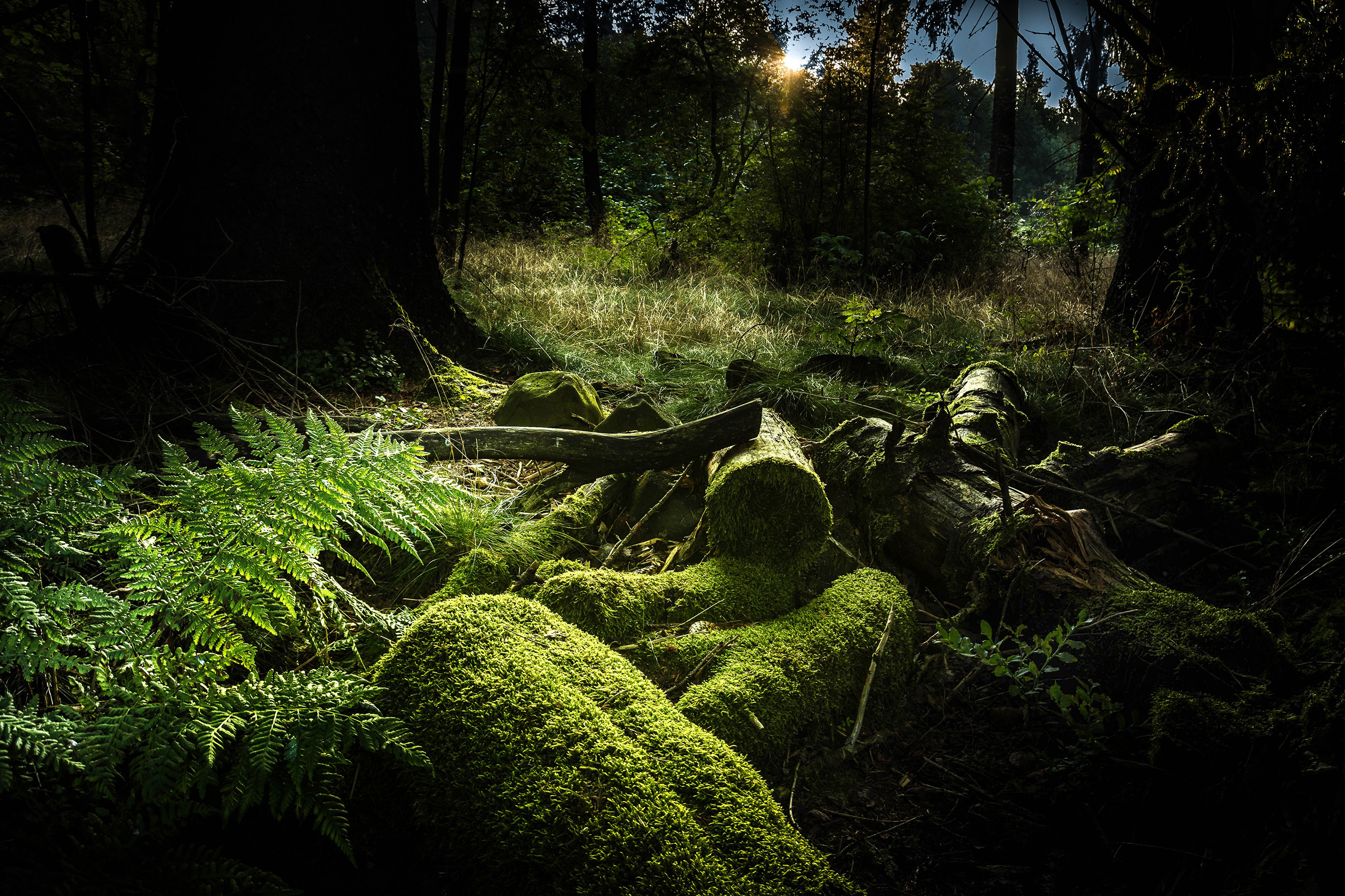 Download mobile wallpaper Plant, Wood, Fern, Forest, Sunrise, Earth, Moss, Log for free.