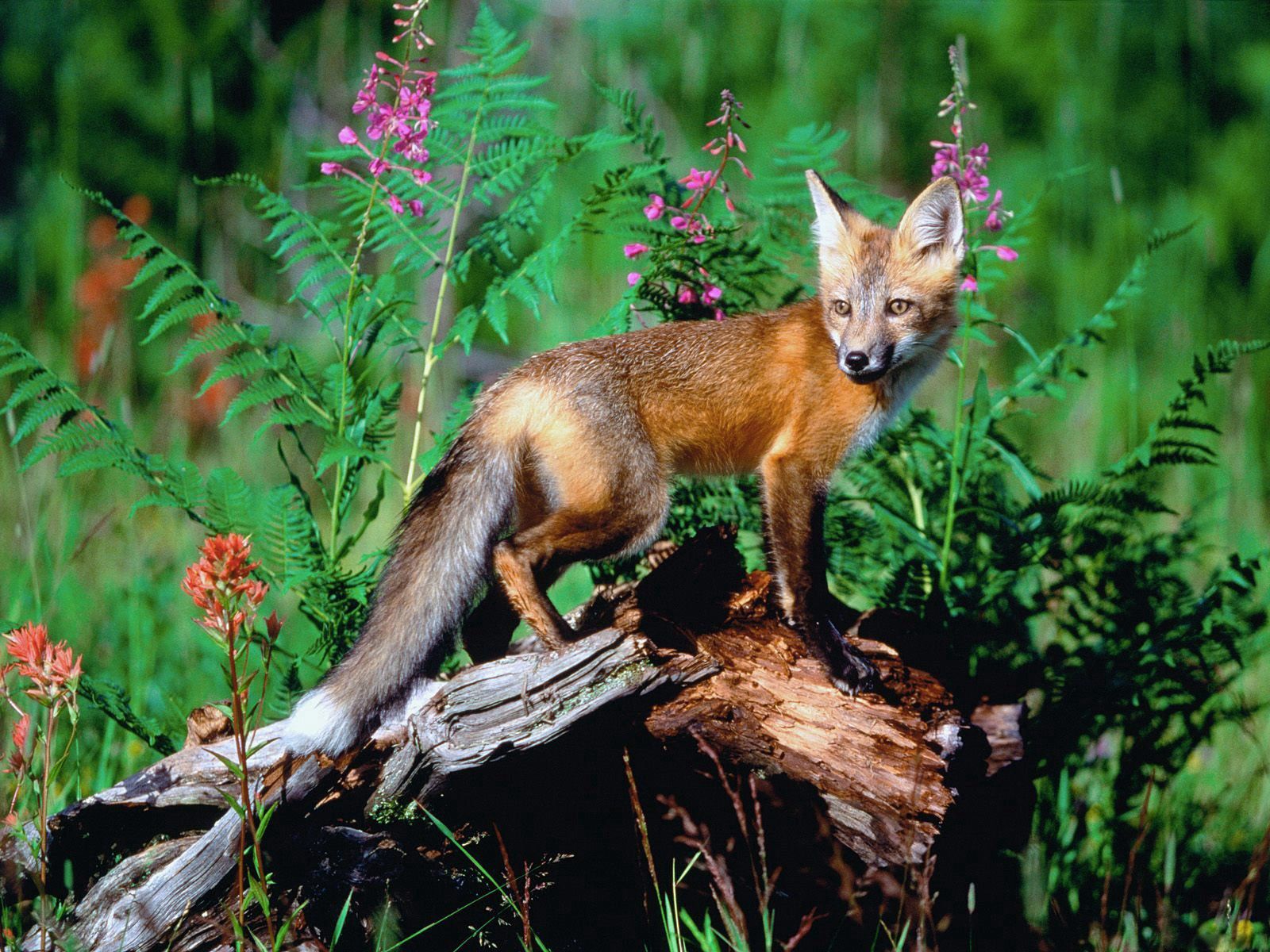 Download mobile wallpaper Animals, Stroll, Grass, Flowers, Fox for free.