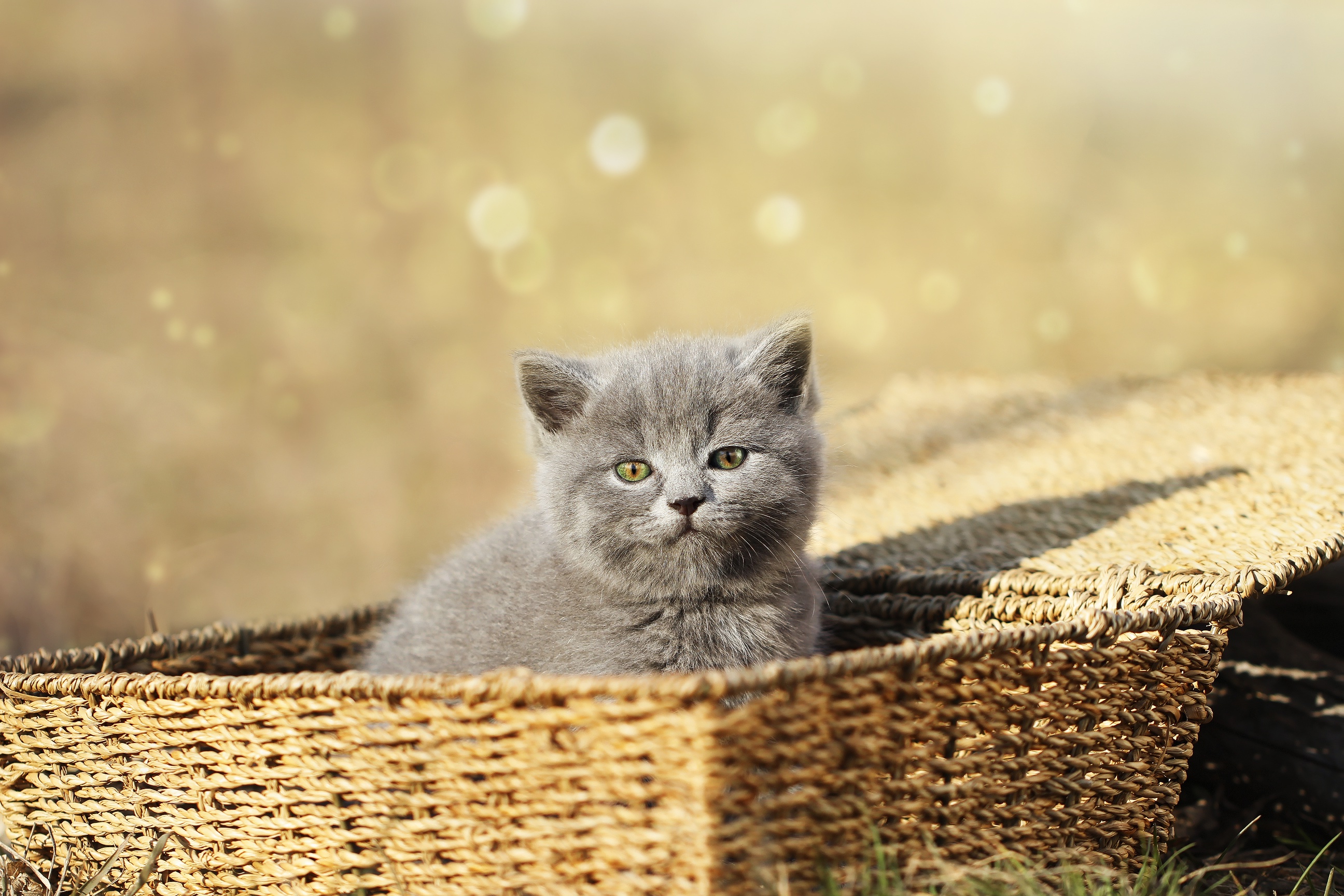 Laden Sie das Tiere, Katzen, Katze, Kätzchen, Korb, Tierbaby-Bild kostenlos auf Ihren PC-Desktop herunter
