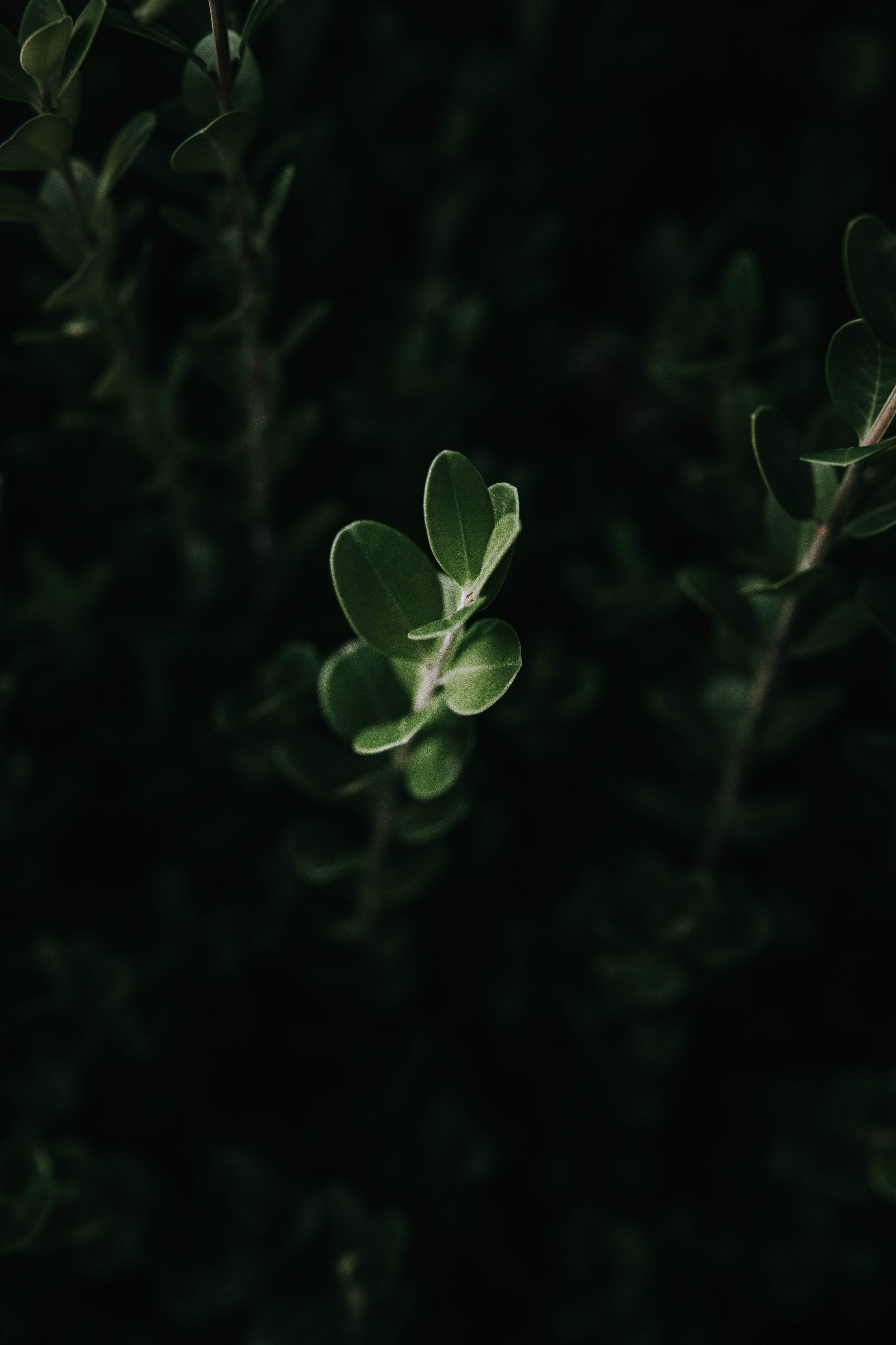Скачать обои бесплатно Зеленый, Листья, Растение, Макро, Темный картинка на рабочий стол ПК