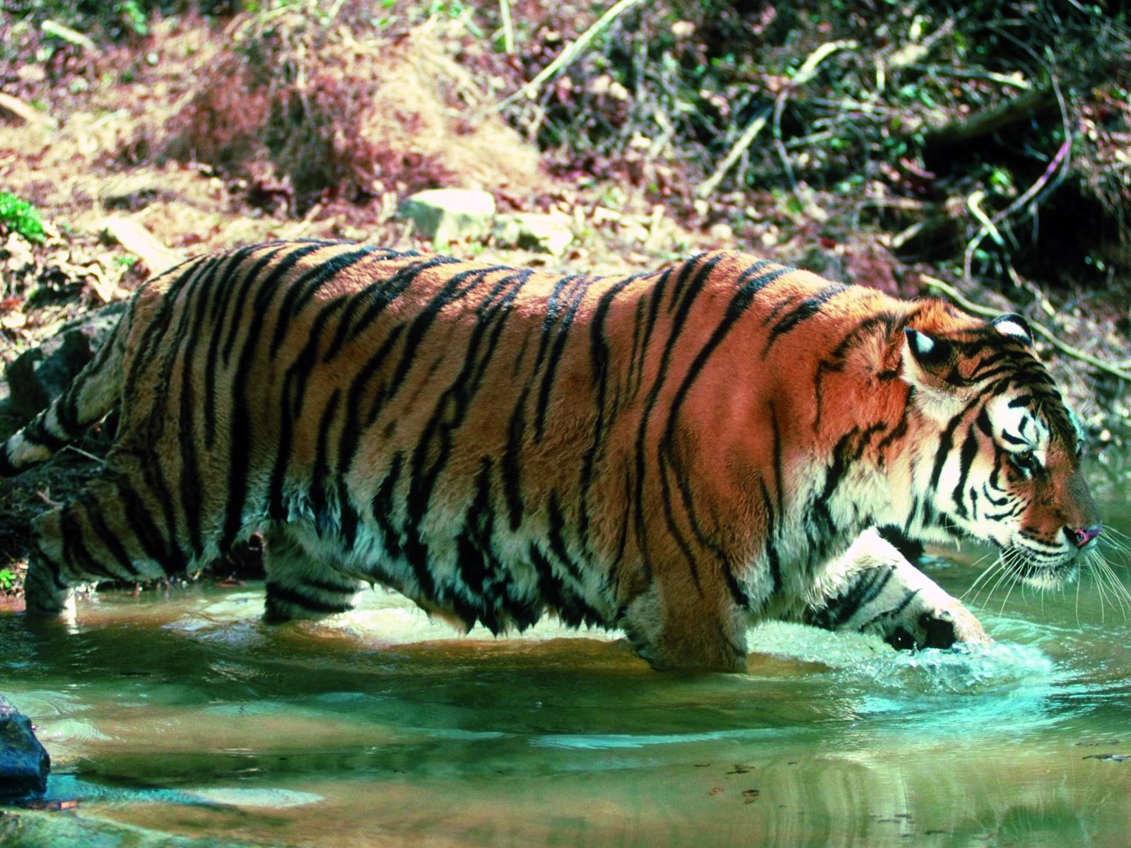 Téléchargez des papiers peints mobile Chats, Animaux, Tigre gratuitement.