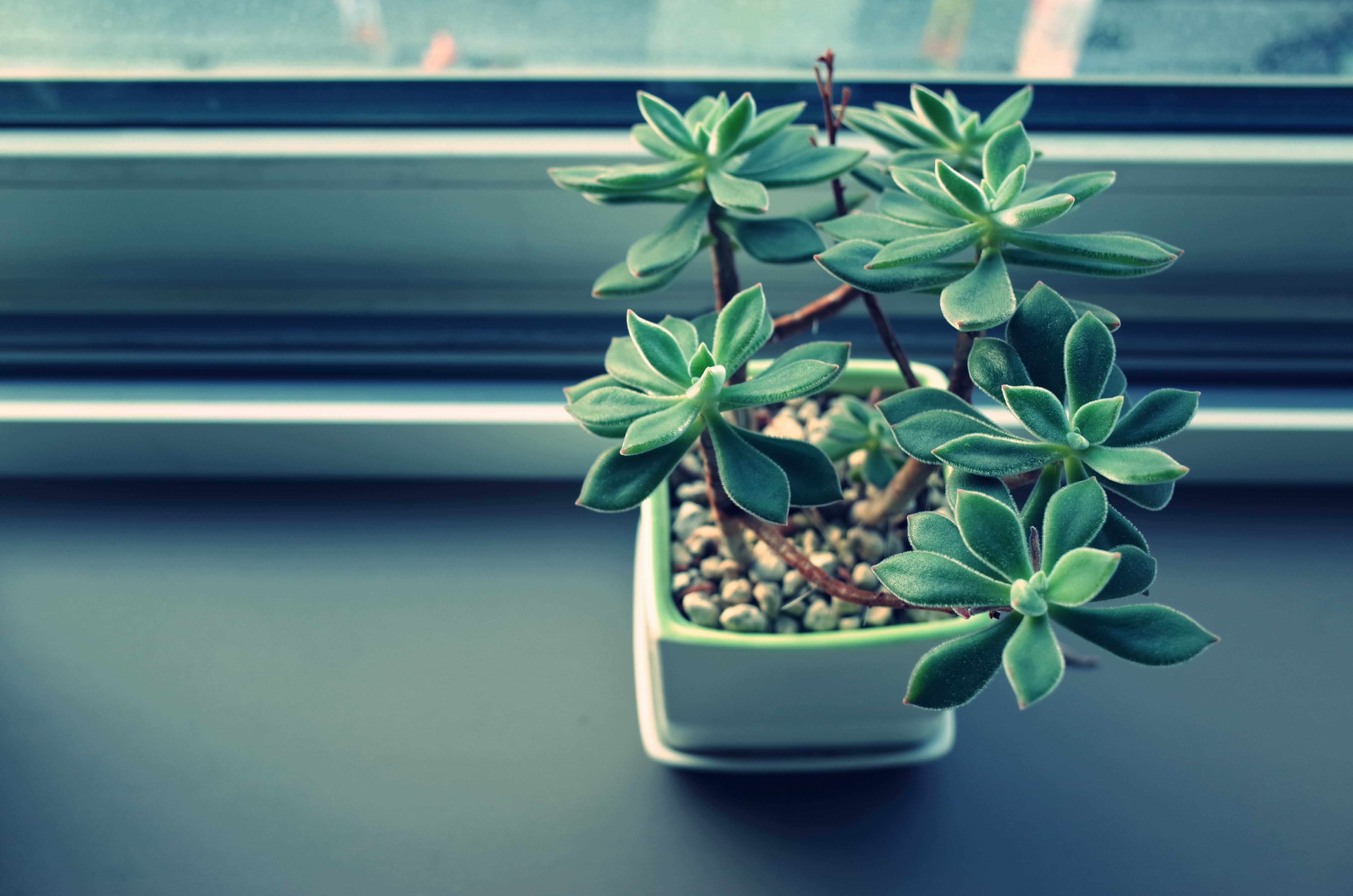 indoor plant, flowers, window sill, windowsill, houseplant, pot