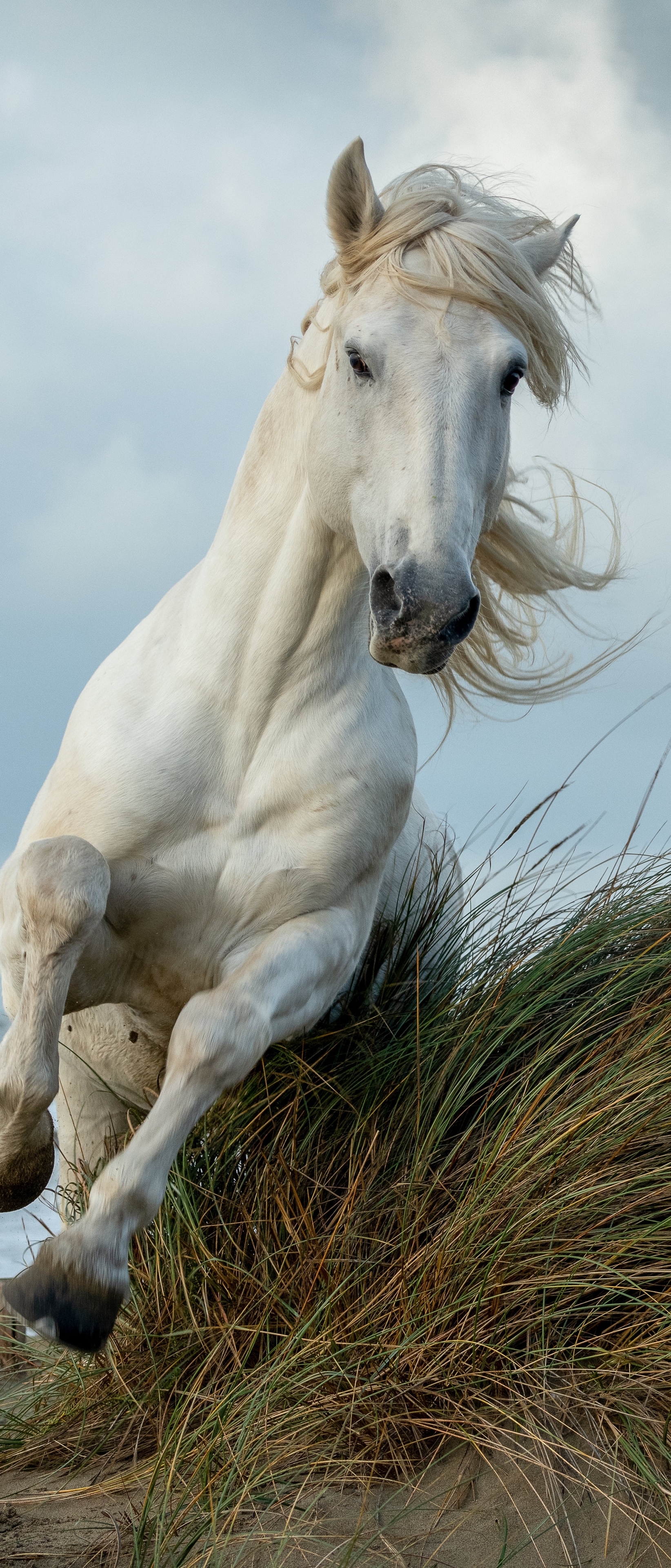 Descarga gratuita de fondo de pantalla para móvil de Animales, Caballo.