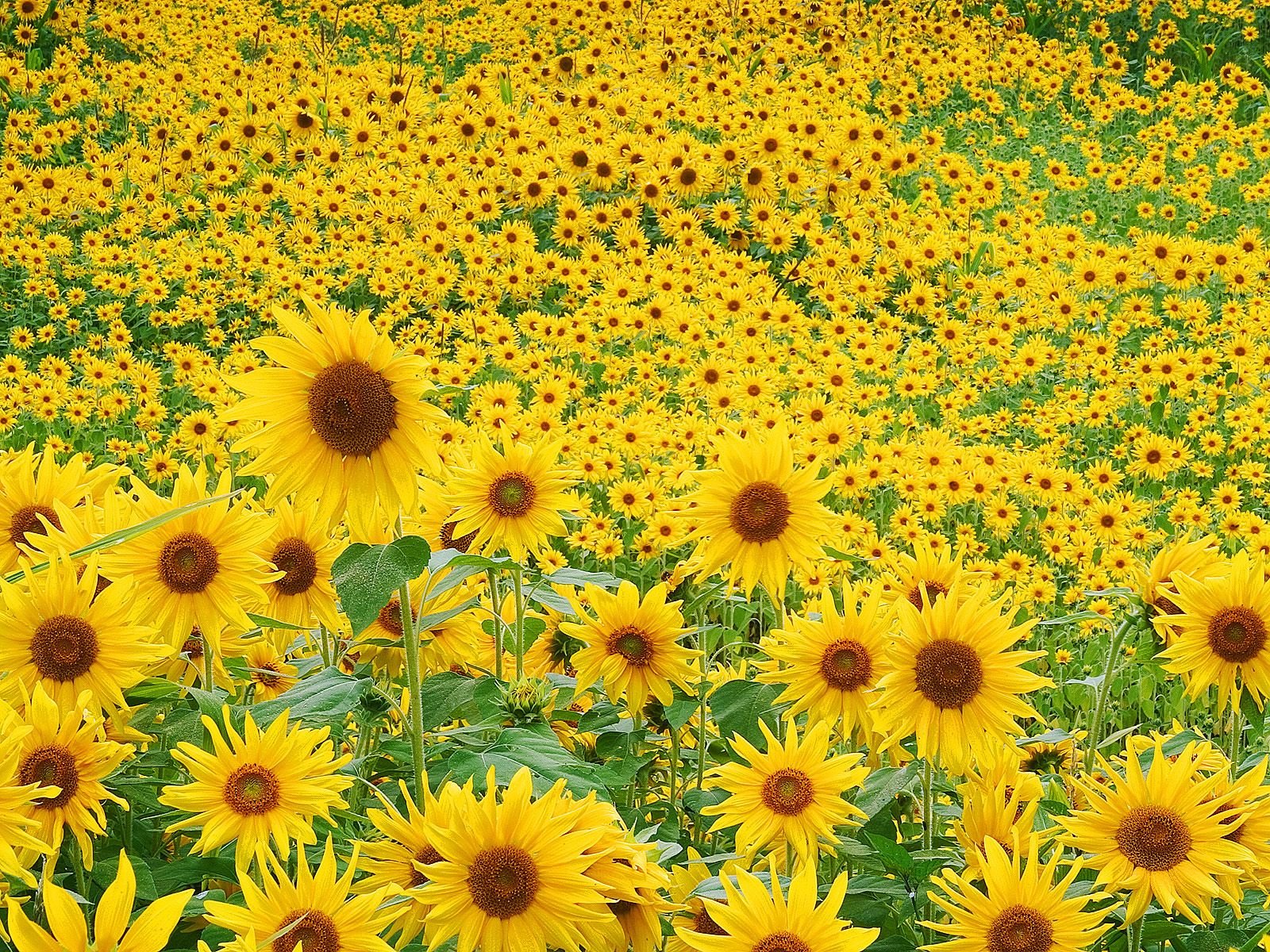 521500 Hintergrundbild herunterladen sonnenblume, erde/natur, blumen - Bildschirmschoner und Bilder kostenlos