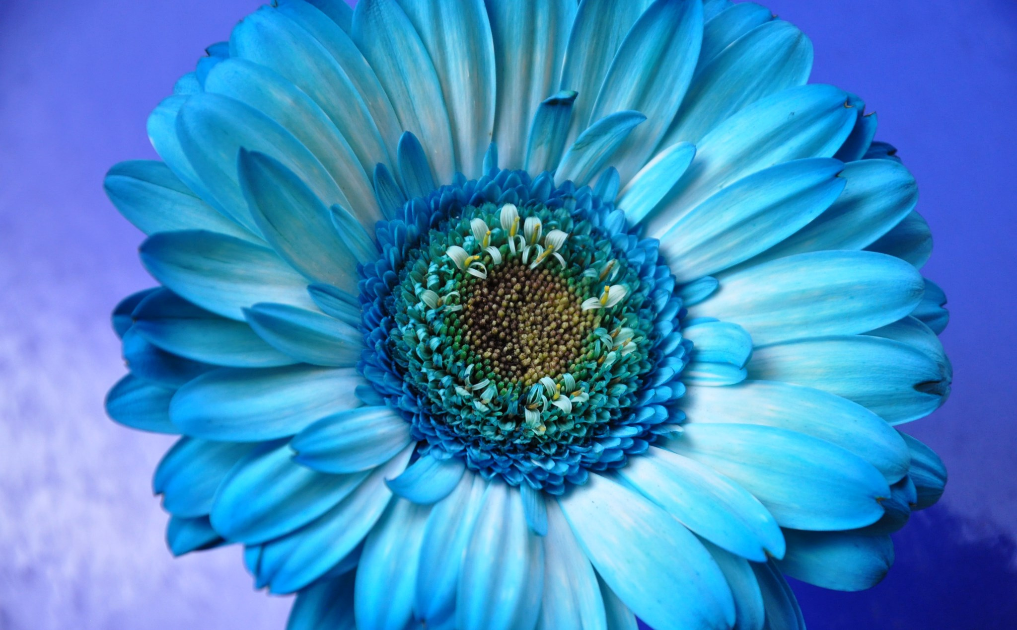 Baixar papel de parede para celular de Gérbera, Margarida, Flor Azul, Flores, Terra/natureza gratuito.