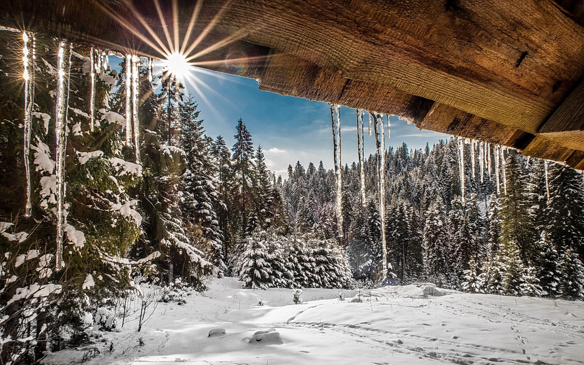 Laden Sie das Winter, Schnee, Wald, Baum, Erde/natur-Bild kostenlos auf Ihren PC-Desktop herunter