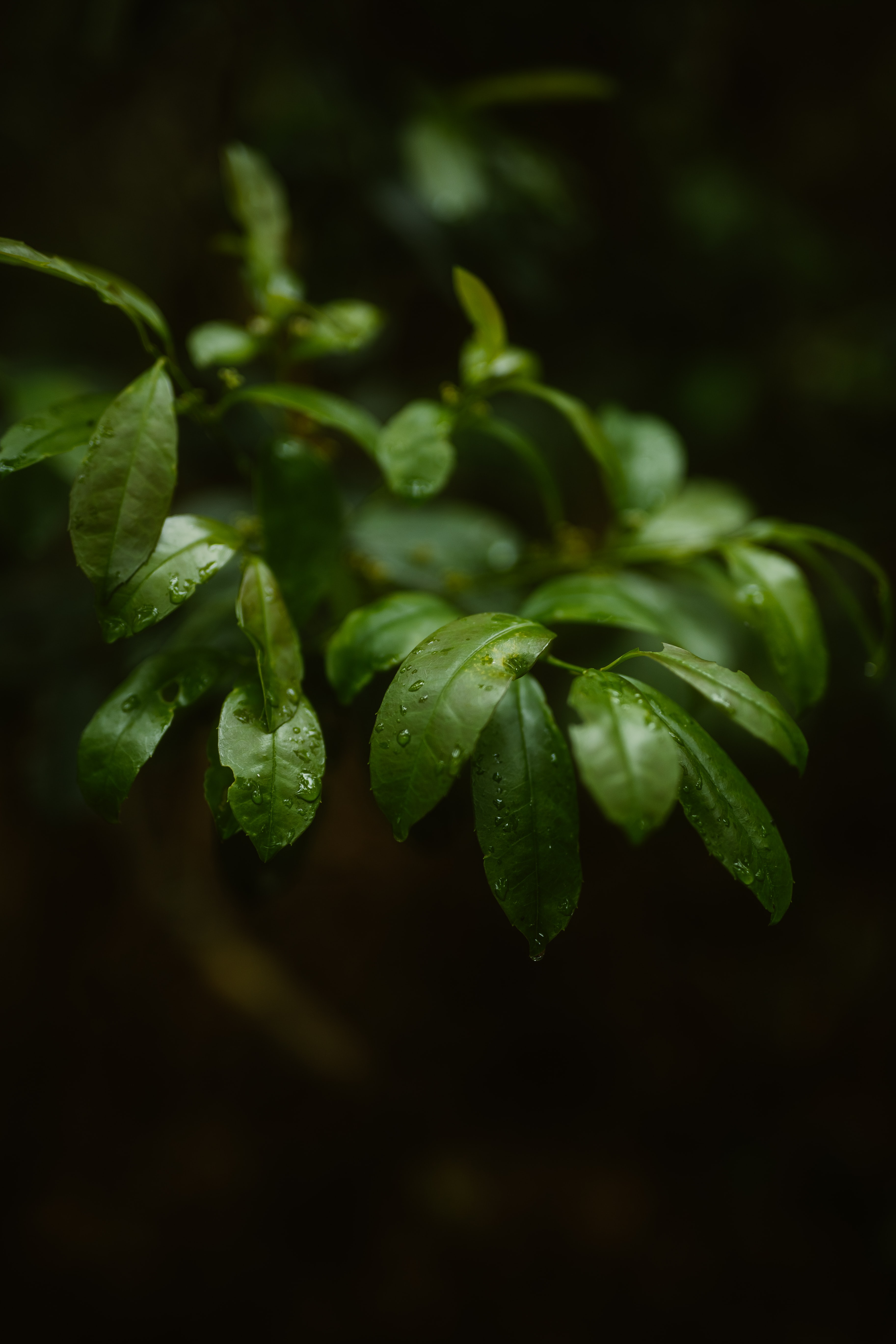 Download mobile wallpaper Branches, Macro, Leaves, Plant, Drops for free.