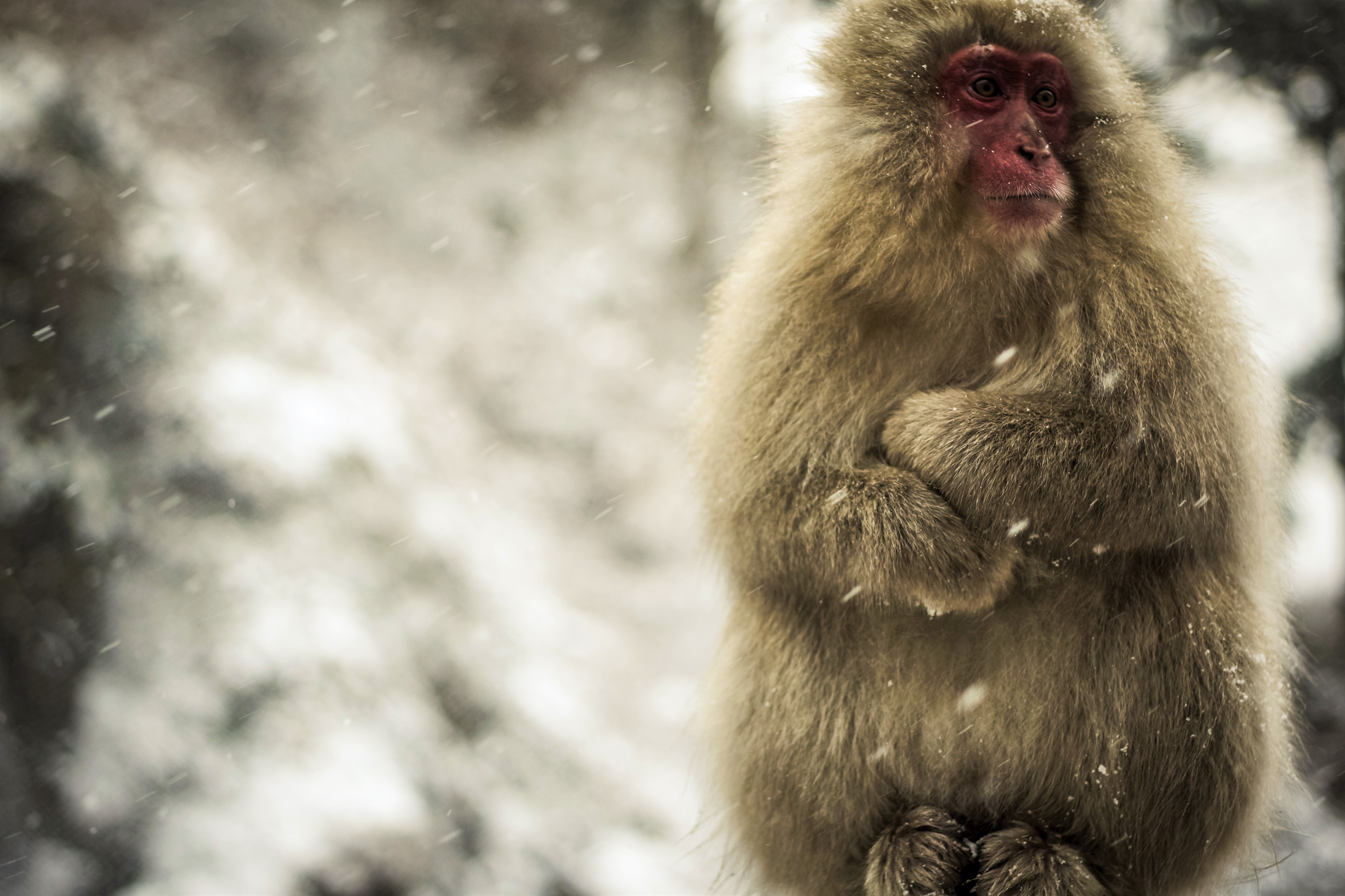 417610 скачать обои животные, японская макака, макак, обезьяна, снегопад, обезьяны - заставки и картинки бесплатно