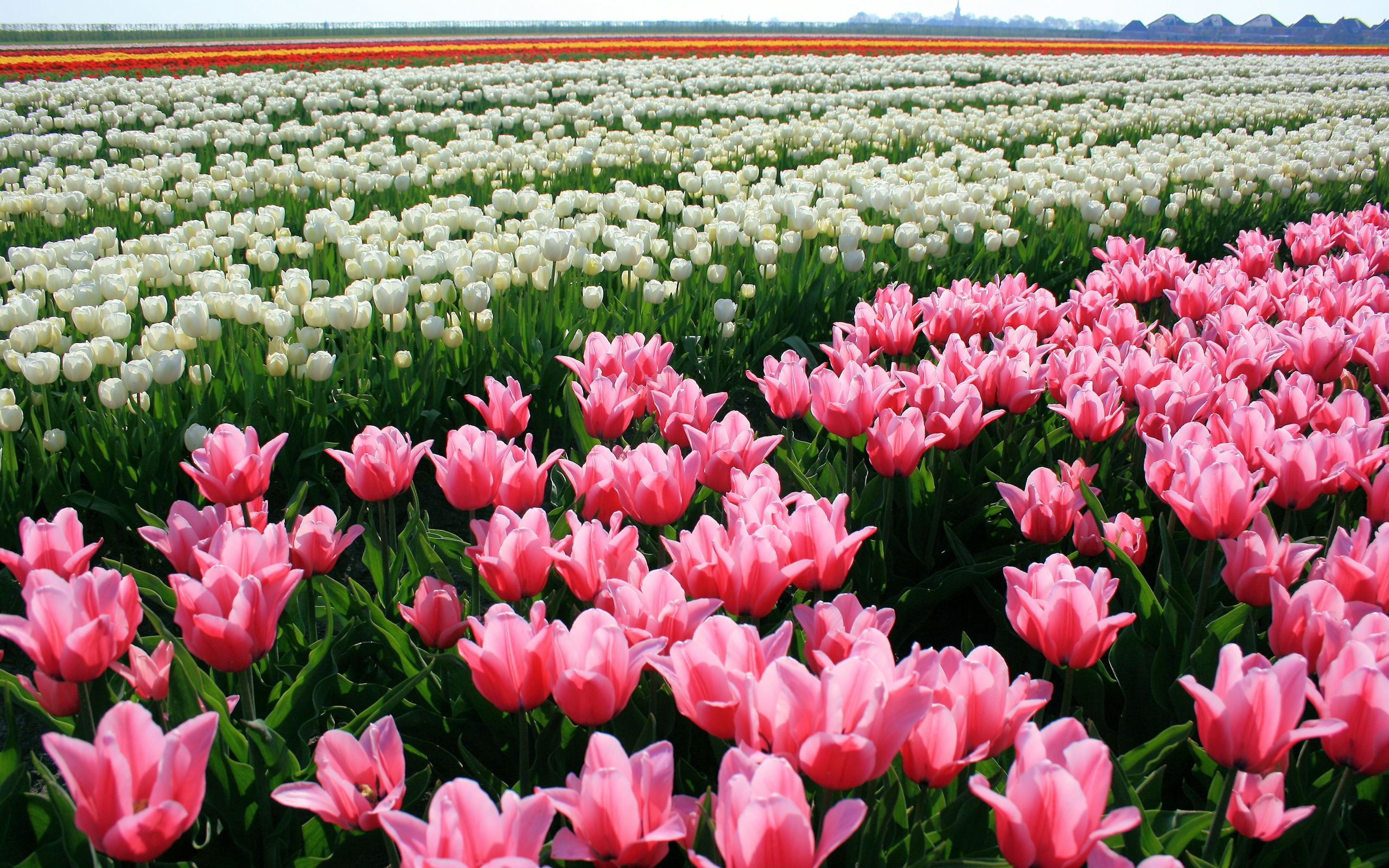 166303 скачать картинку розовый цветок, поле, тюльпан, белый цветок, земля/природа, цветок, флауэрсы - обои и заставки бесплатно