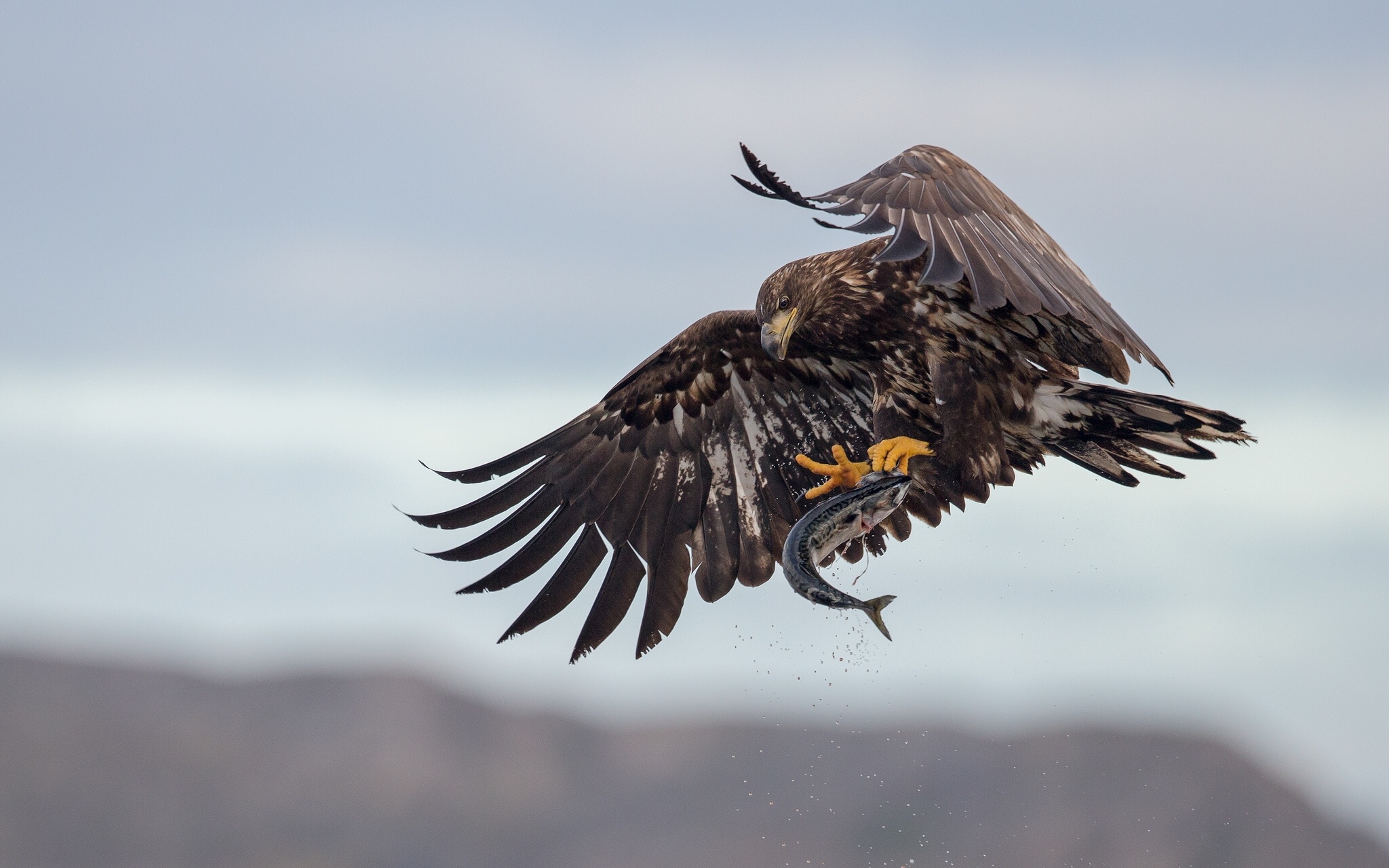 Laden Sie das Tiere, Vögel, Adler-Bild kostenlos auf Ihren PC-Desktop herunter